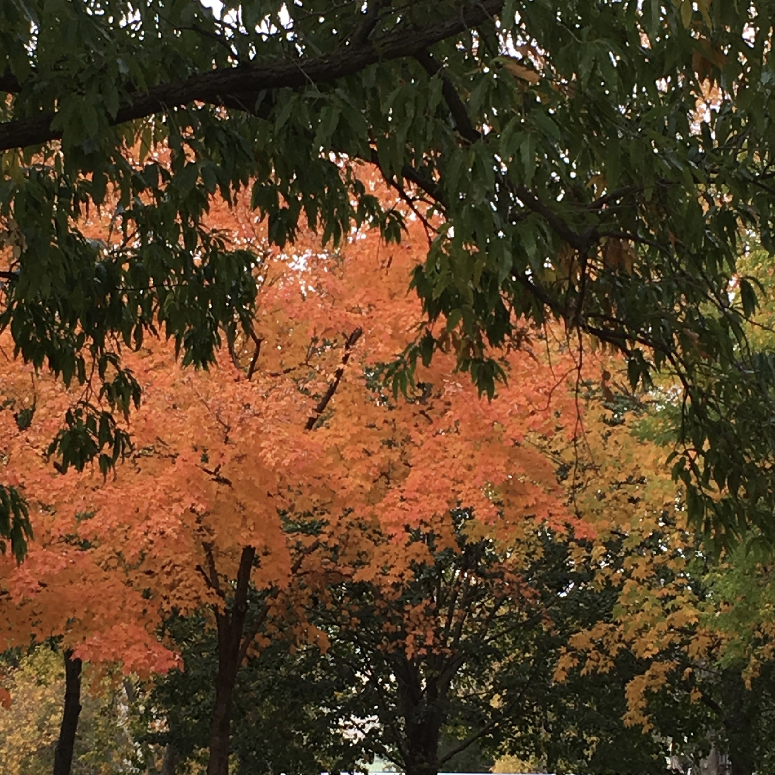 DC Fall Foliage (Copy)