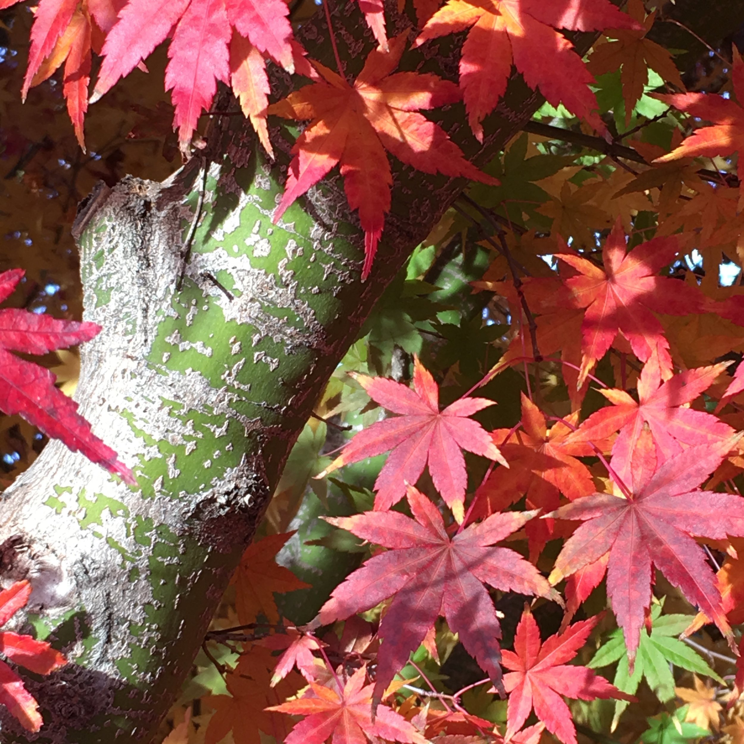 Japanese Maple 2 (Copy)