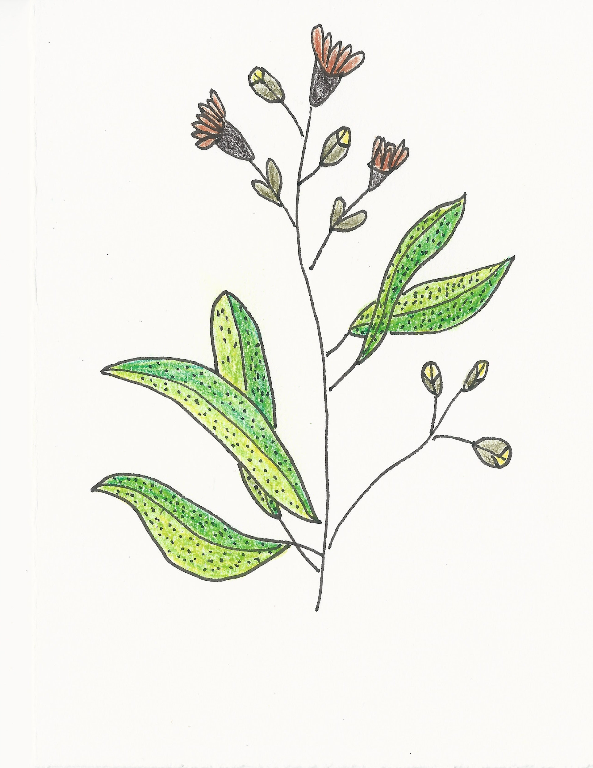 Flower Buds