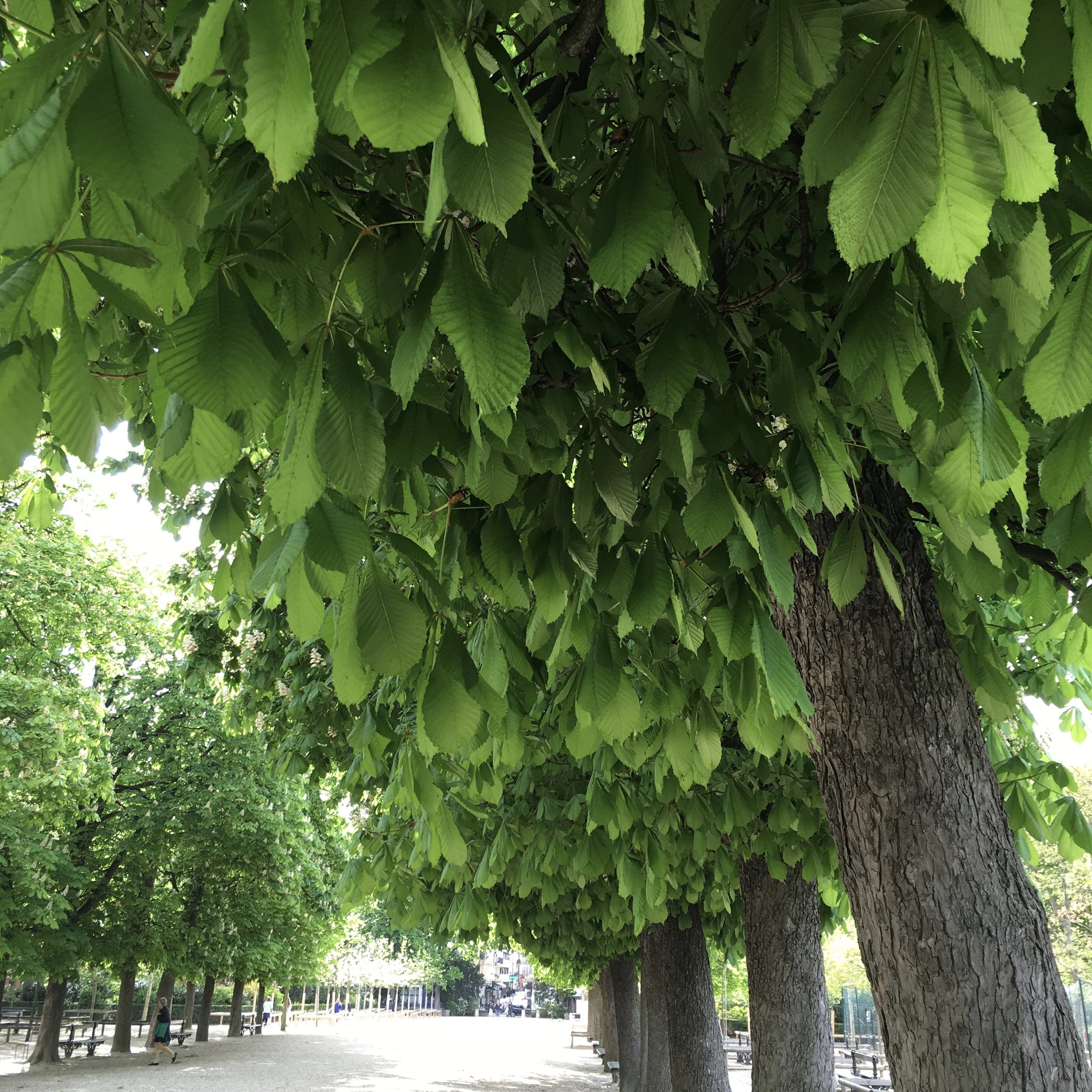 Plantain Trees in the Luxembourg Gardens (Copy)