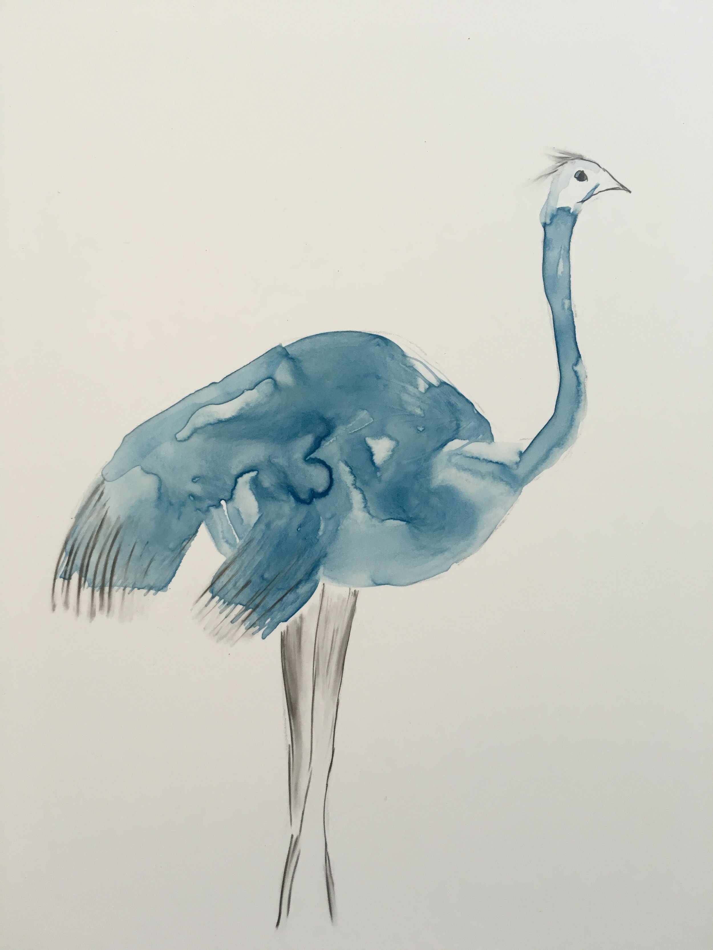 Blue Ostrich (Copy)