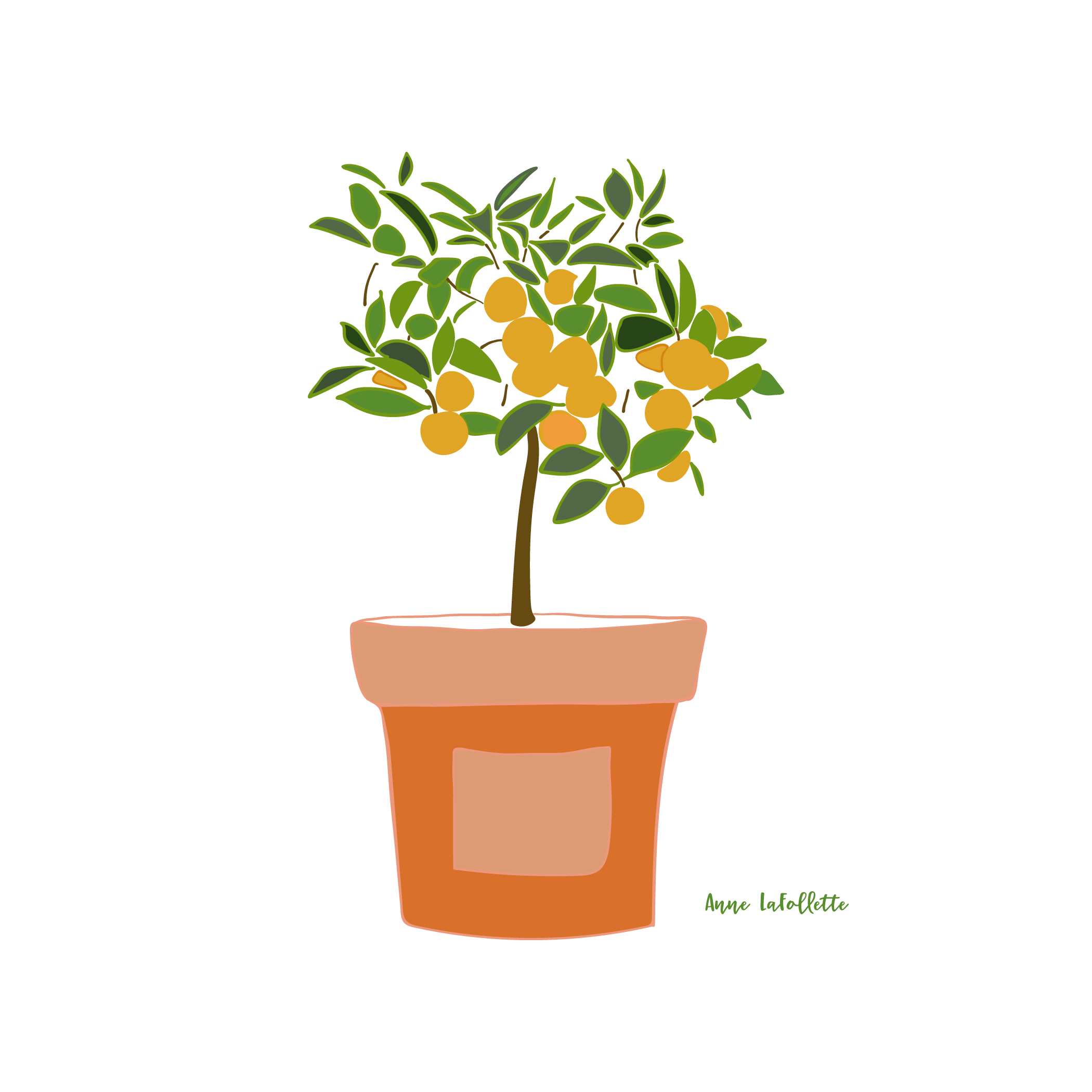 Orange-tree-in-terra-cotta-pot.jpg