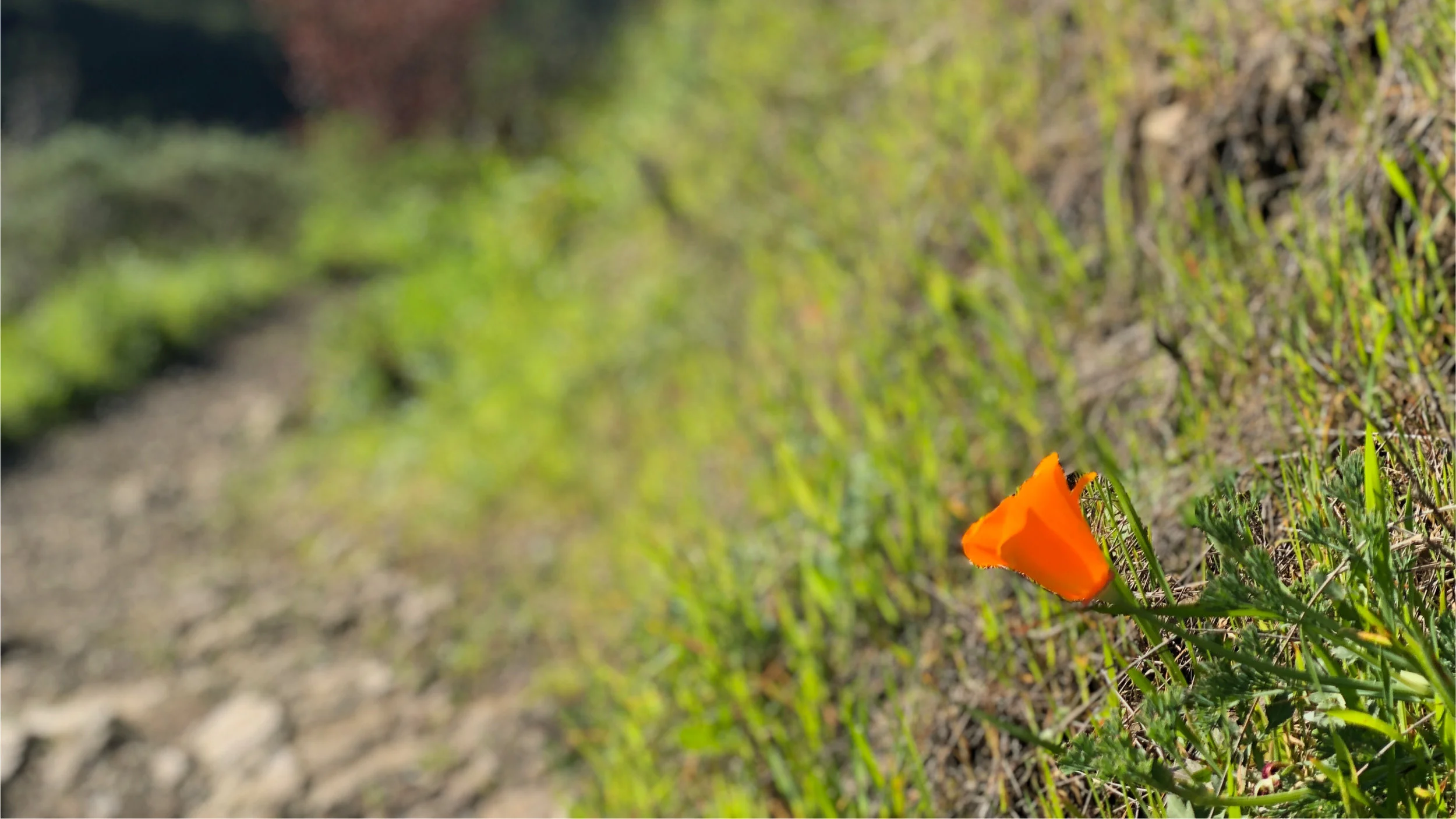 Dipsea_Trail_AnneLaFollette.jpg