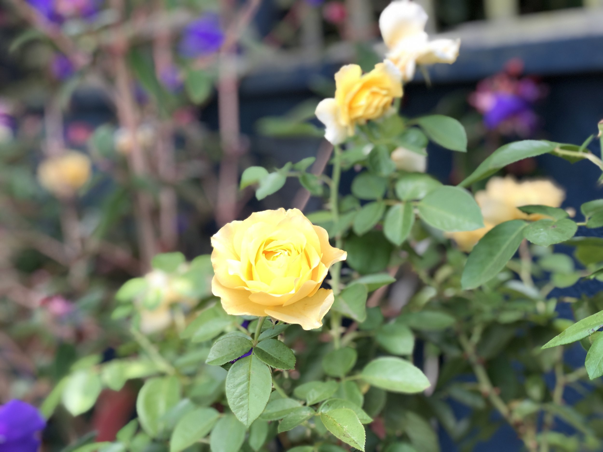 yellow roses.jpg