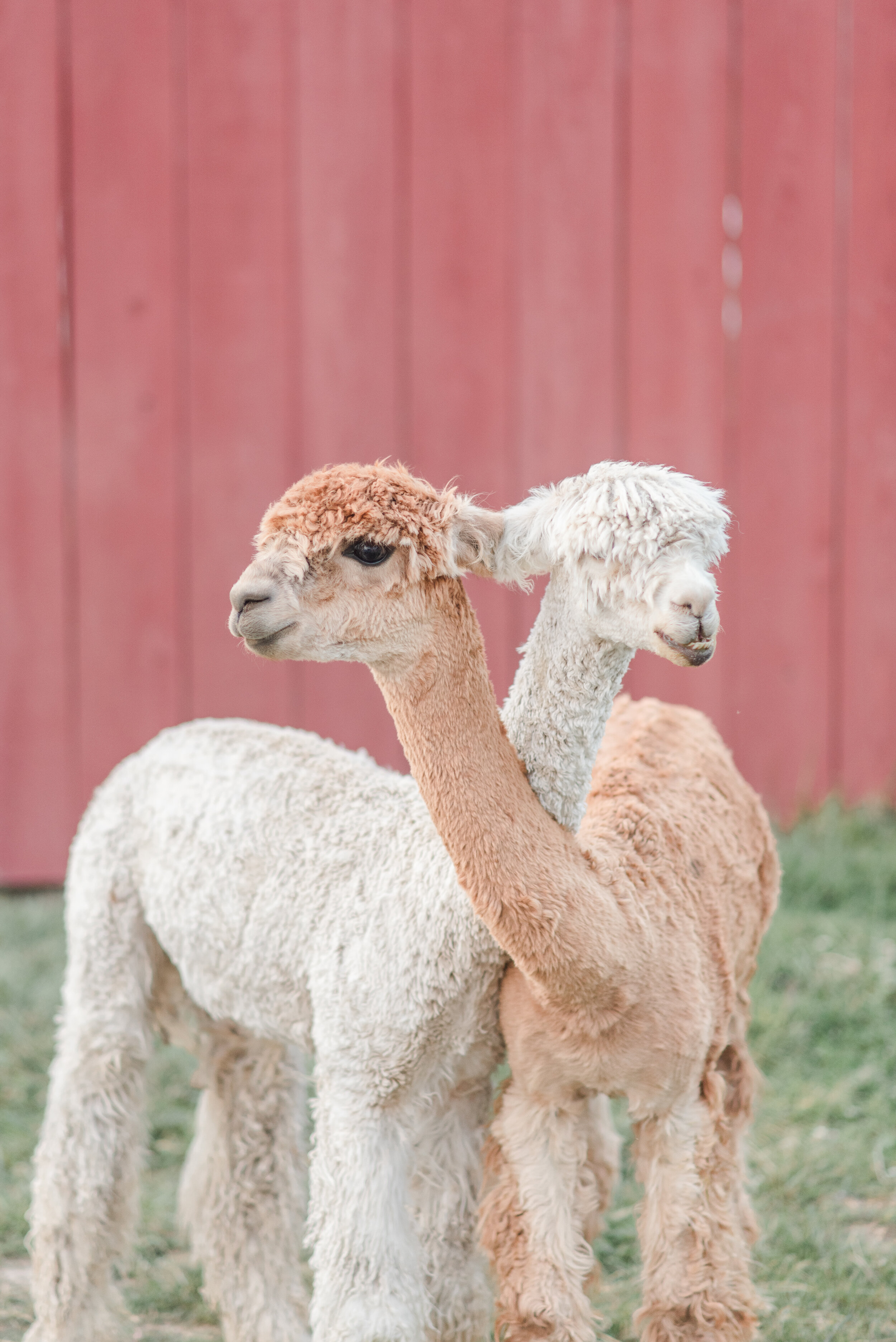 heritage farms llamas.jpg