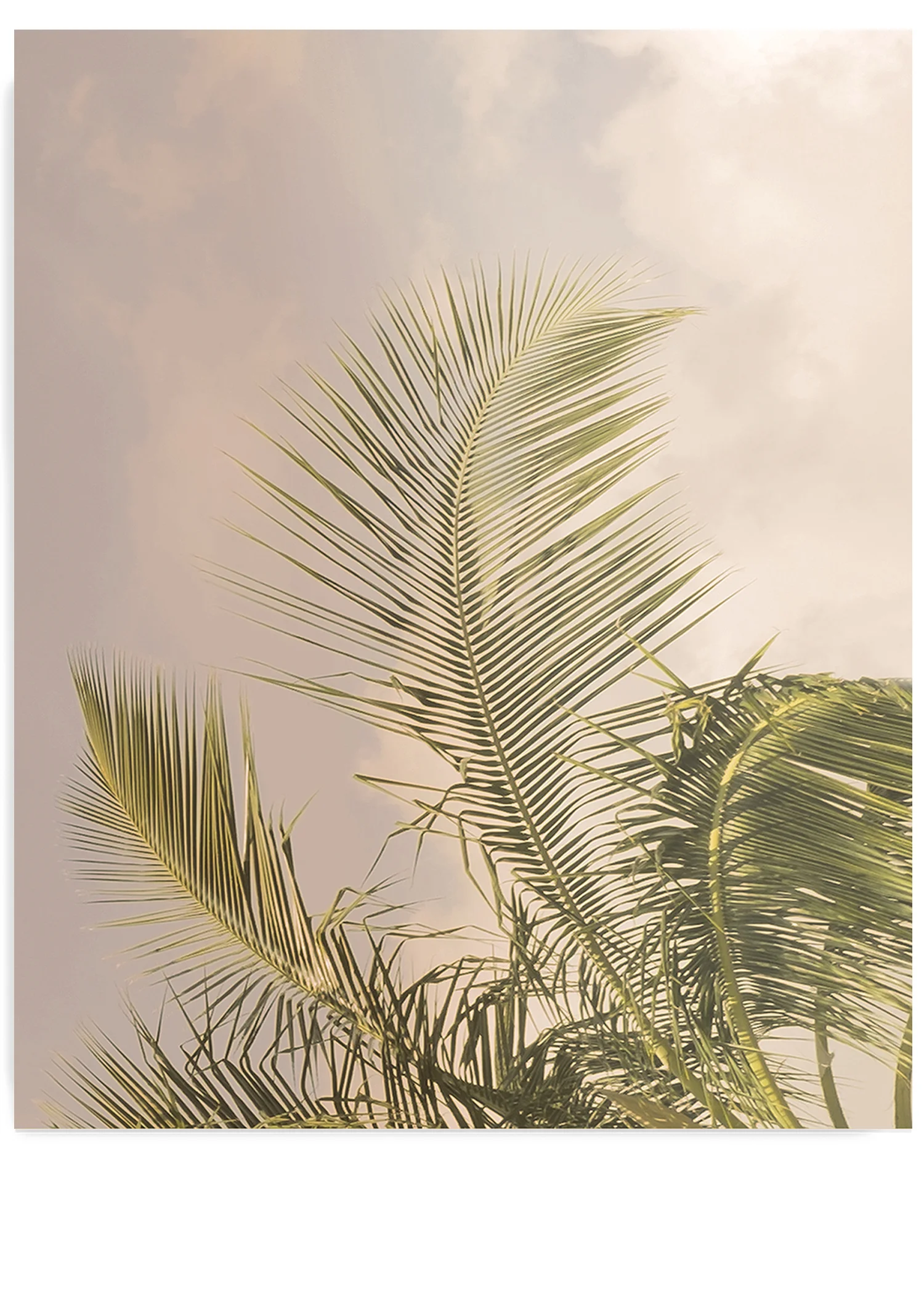Palm Tree No. 3