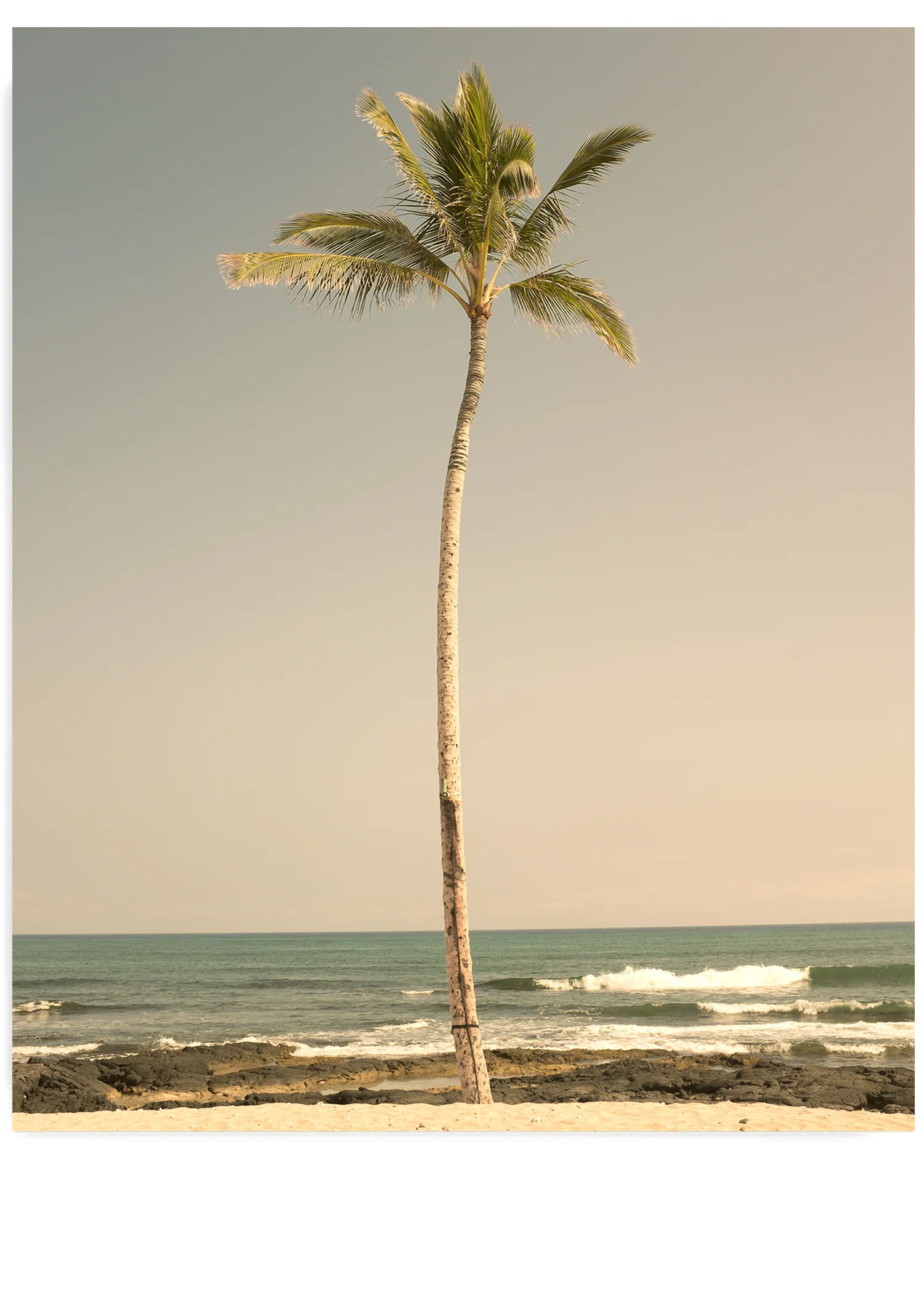 Lone Palm No. 2