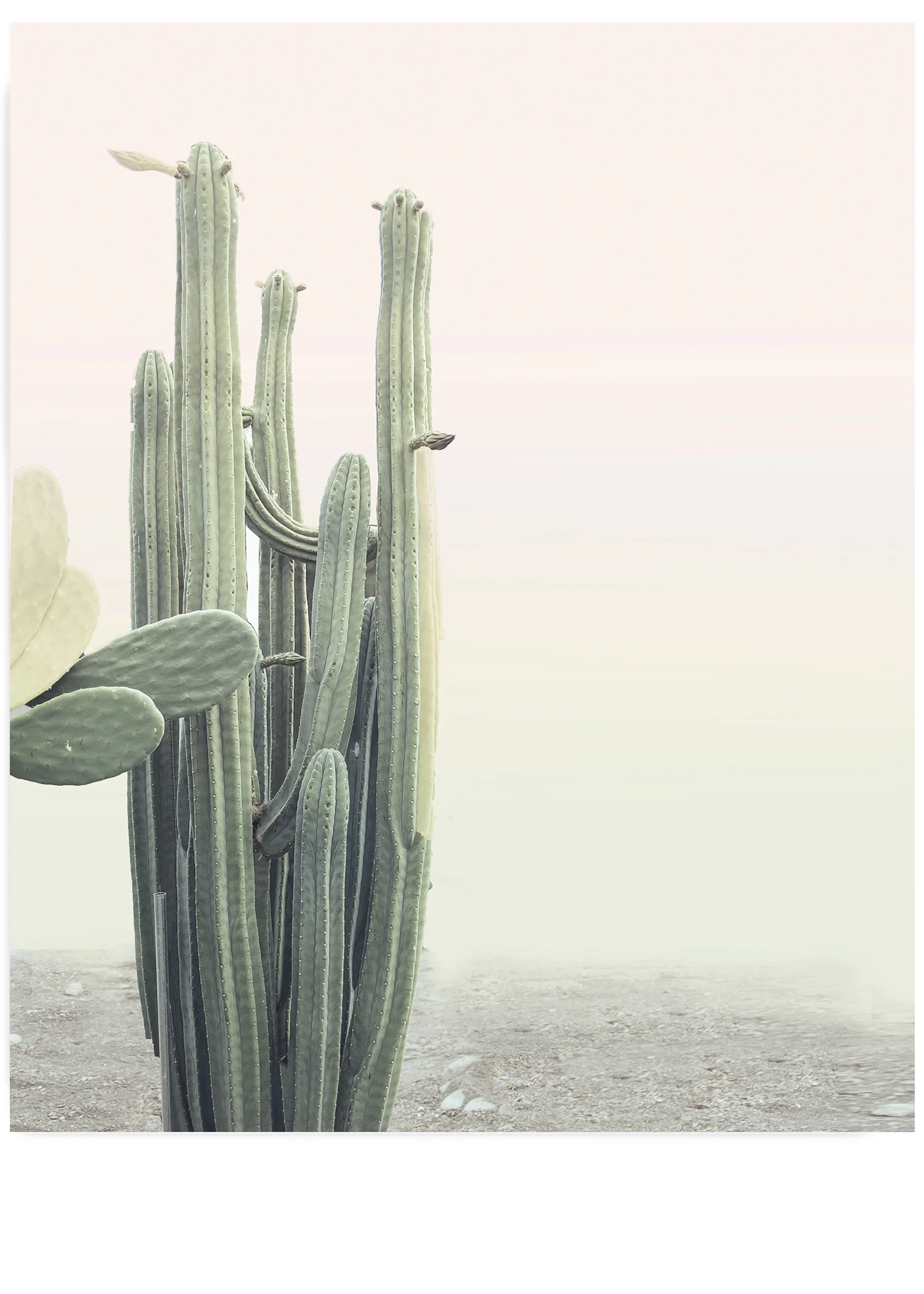 California Cactus No. 1