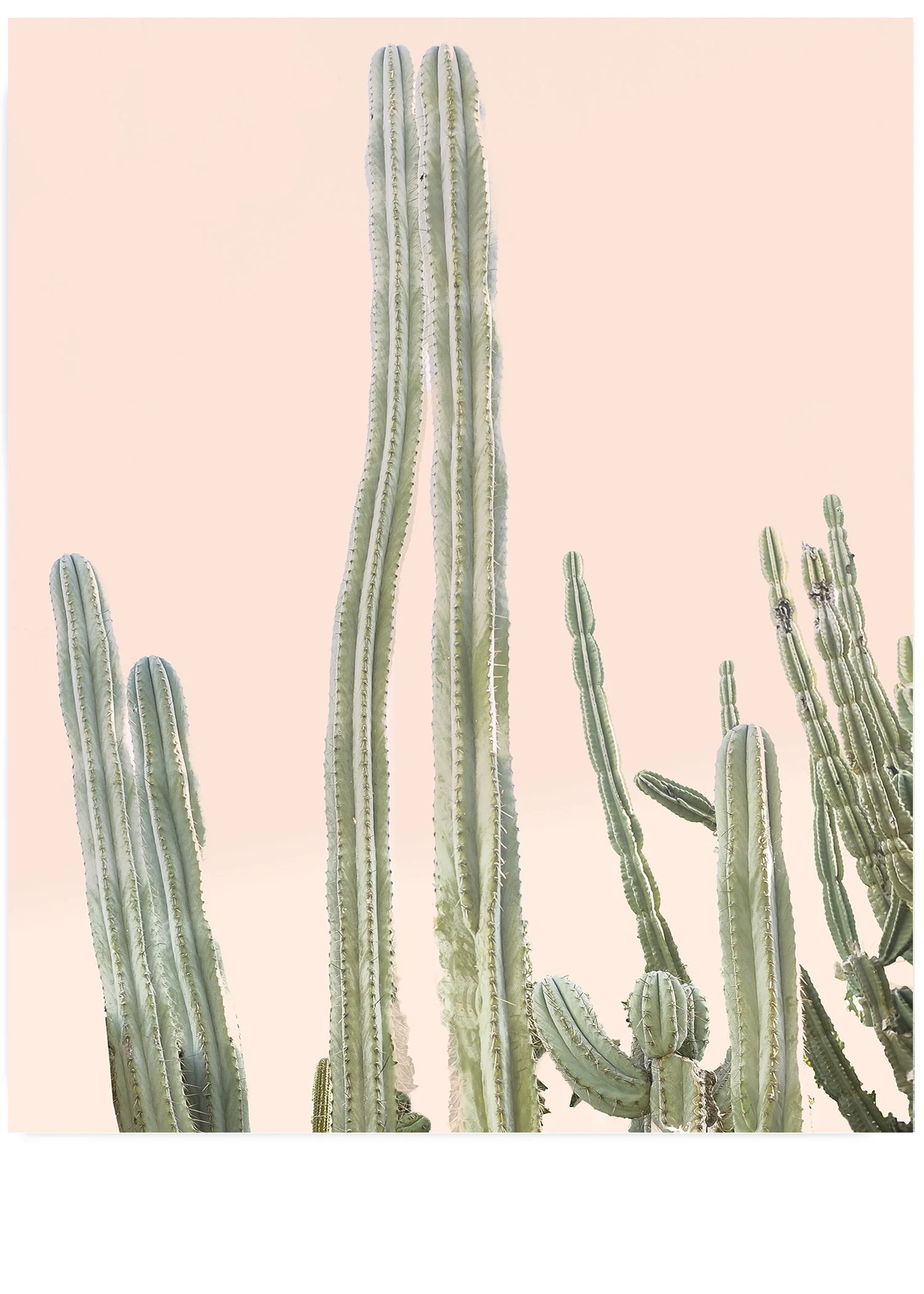 California Cactus No. 2