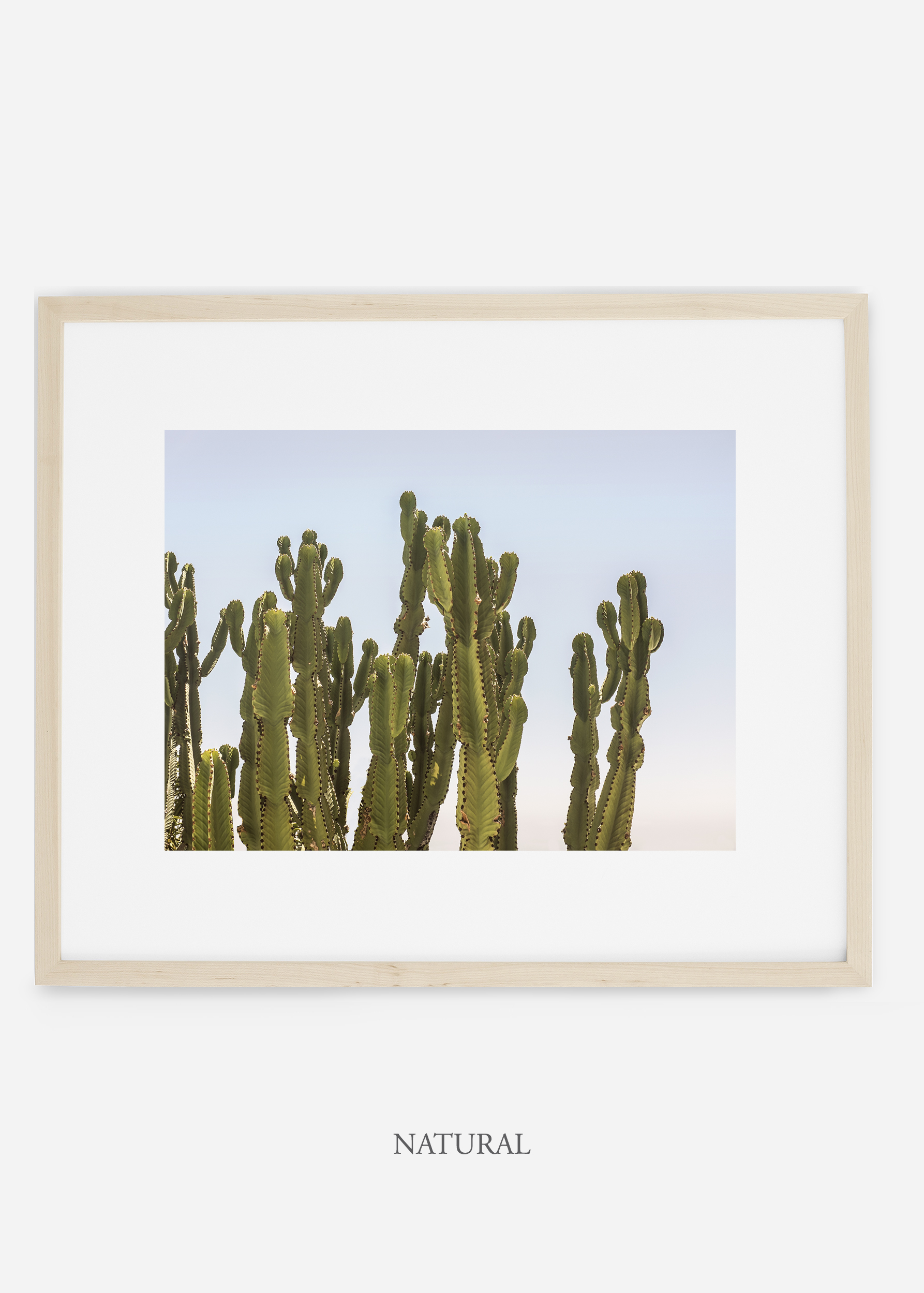 WilderCalifornia_naturalframe_interiordesign_cactusprint_CaiforniaCactusNo.3.jpg