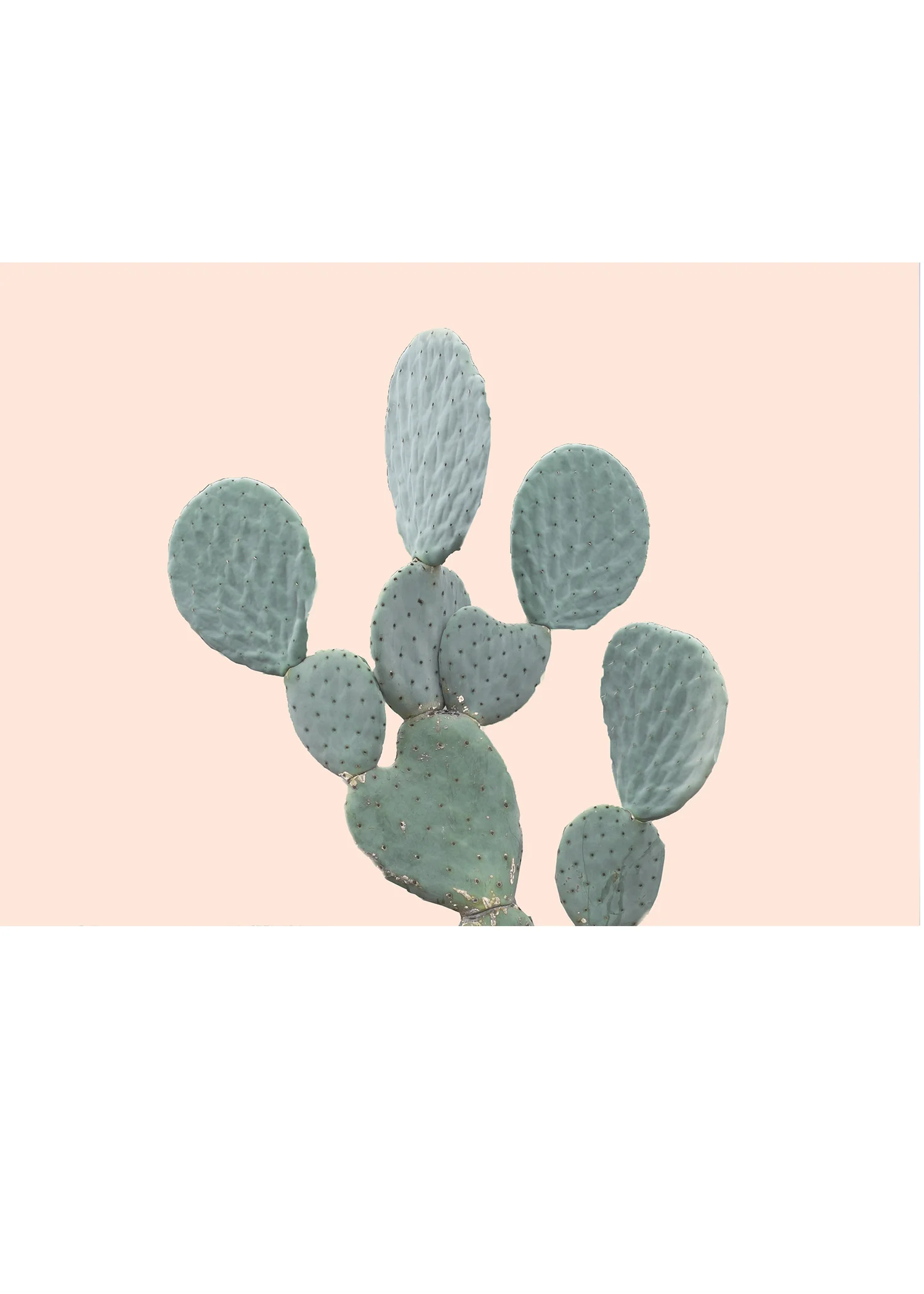 Minimal Cactus No. 1