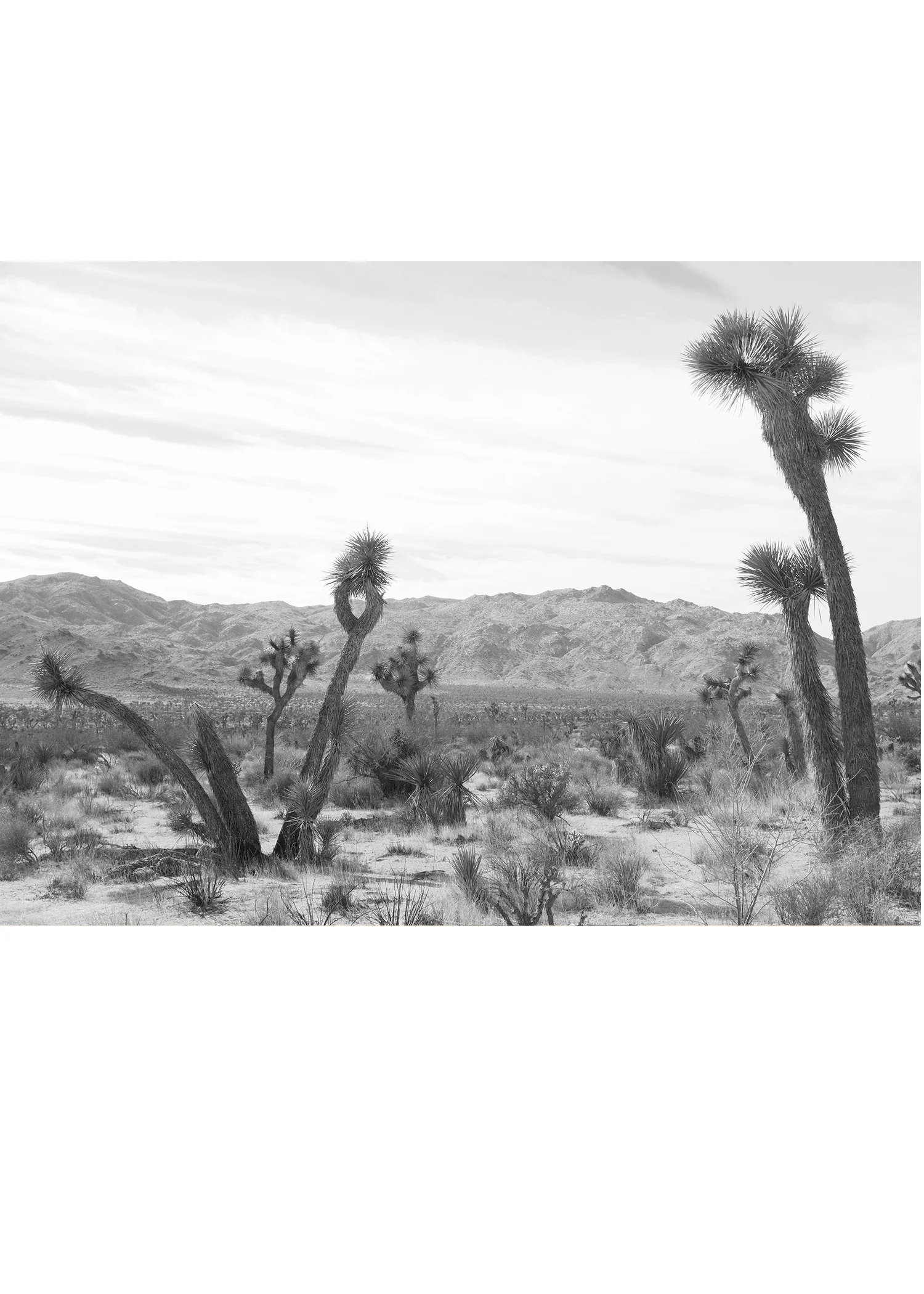 Joshua Tree No. 4