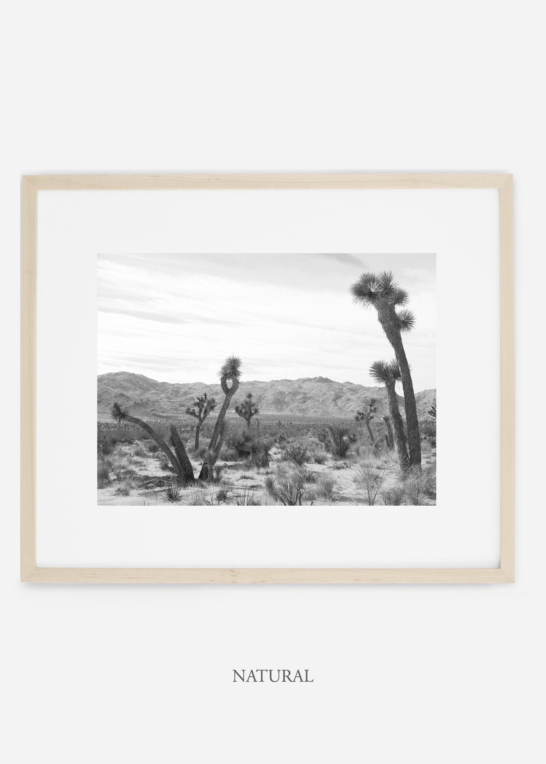 WilderCalifornia_naturalframe_JoshuaTree_No.4_interiordesign_cactusprint_art.jpg