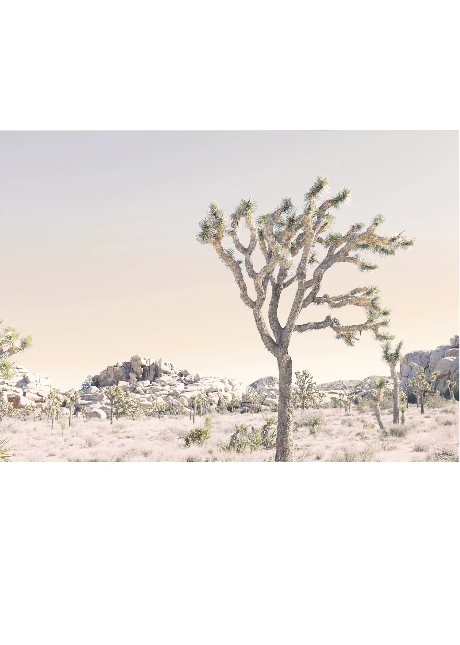 Joshua Tree No. 3