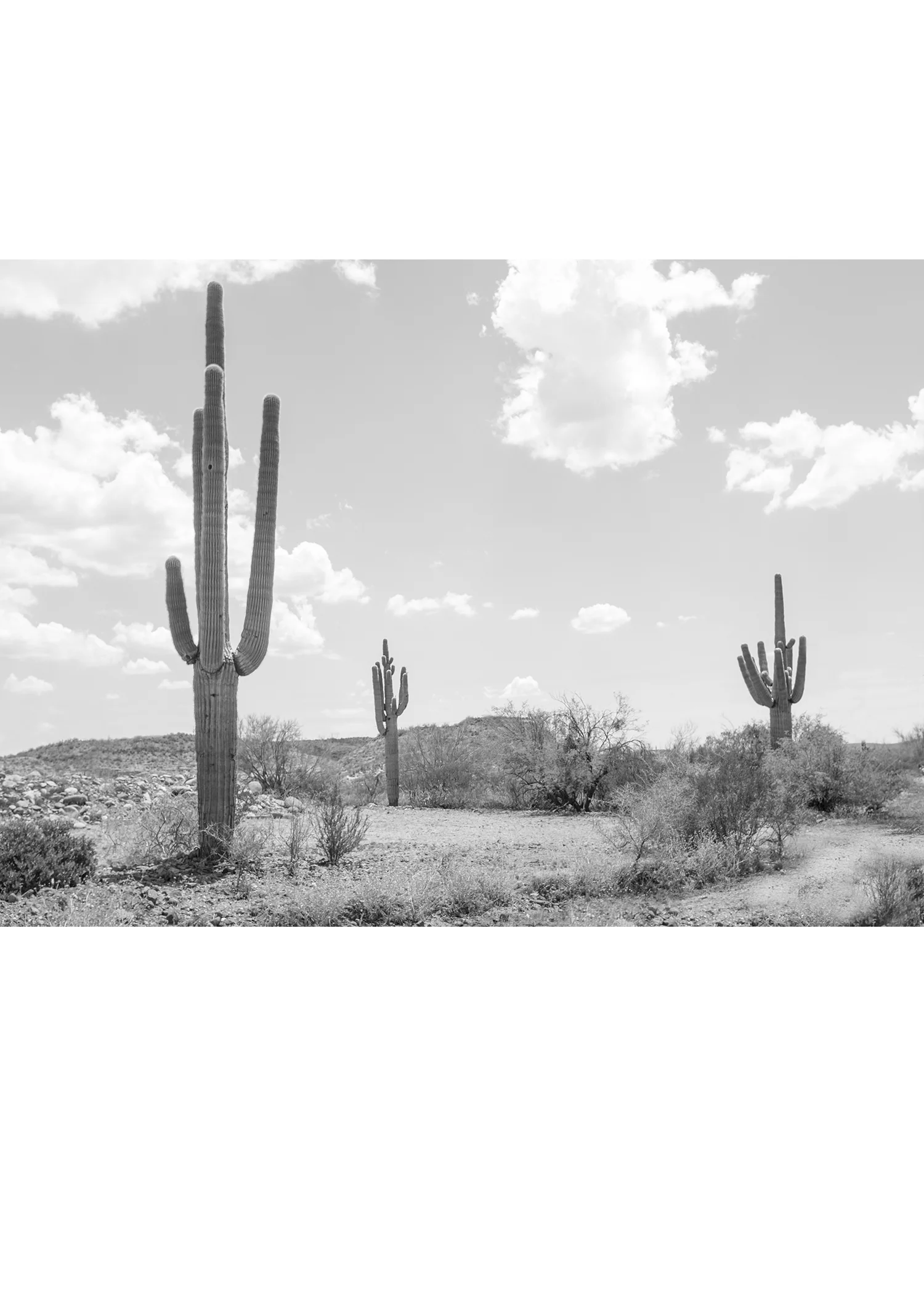 Three Saguaro