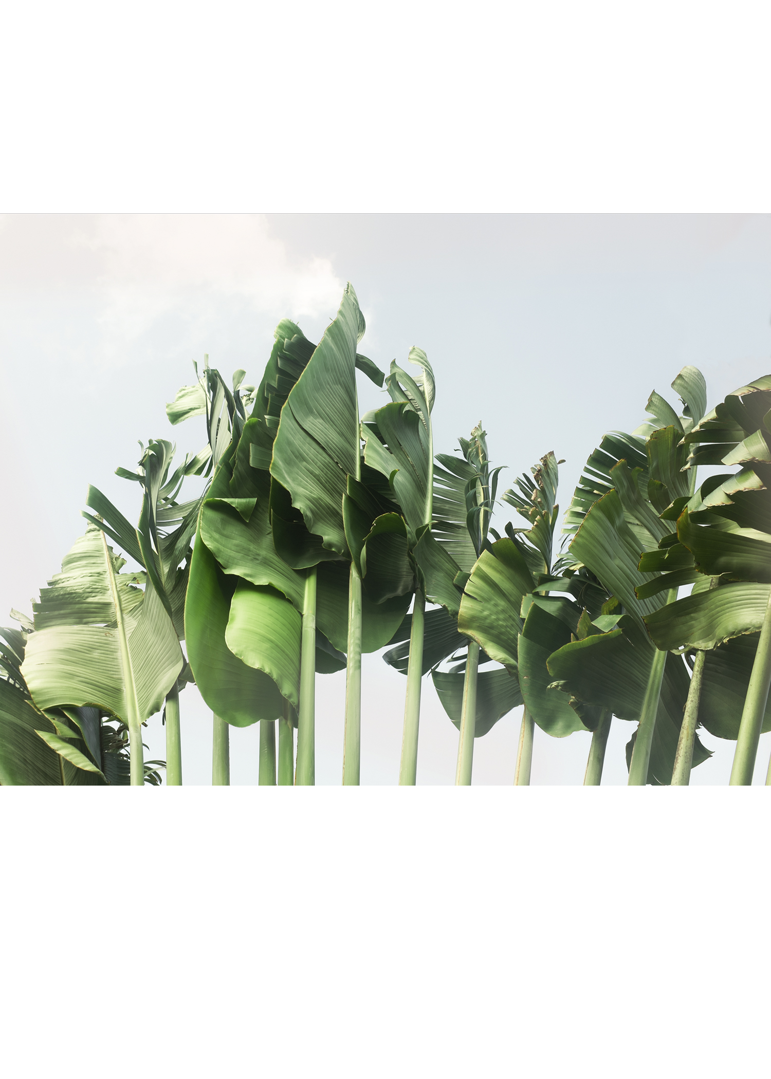 Tulum Banana Leaf No. 1