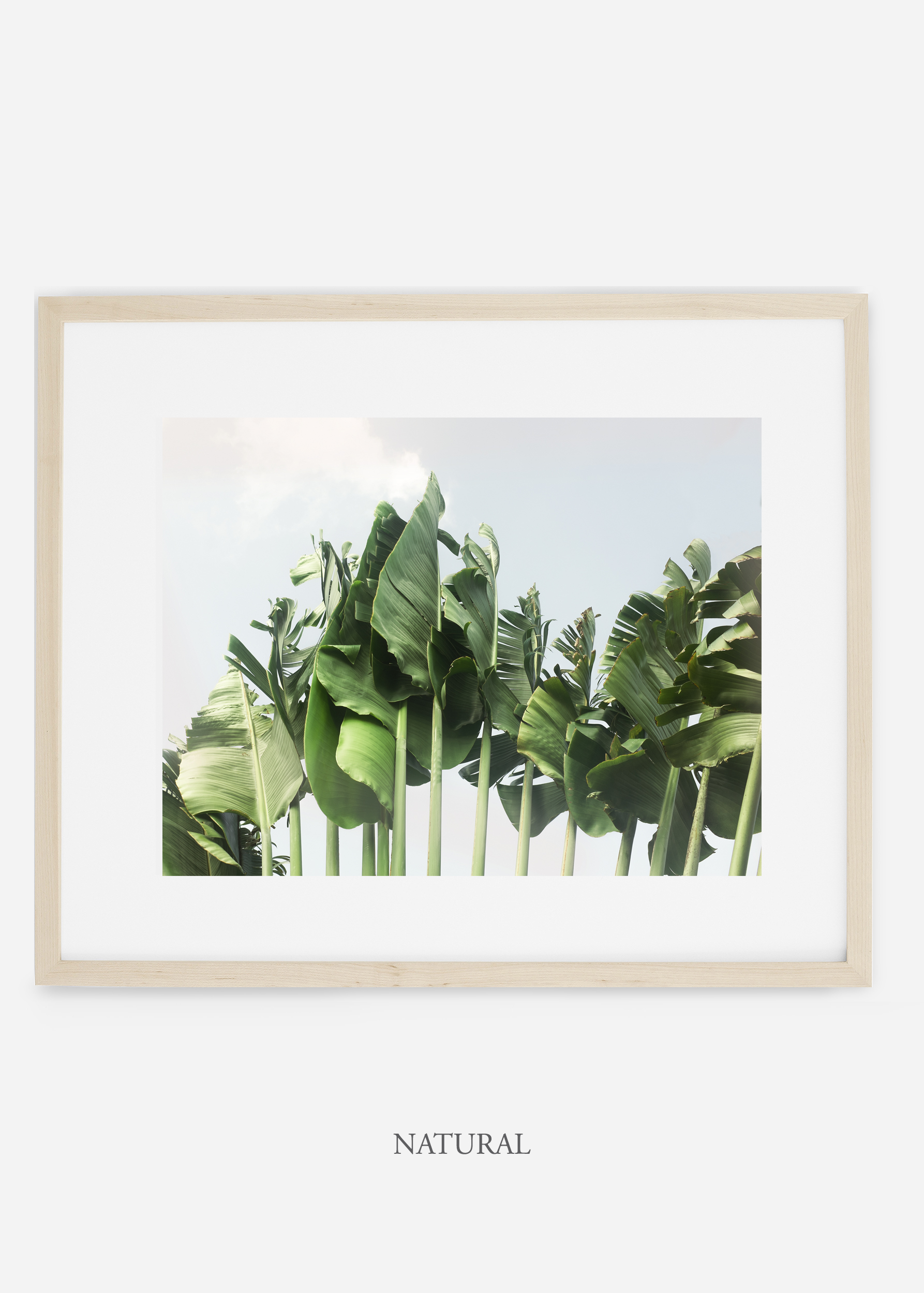 wildercalifornia_naturalframe_tulum_bananaleaf_No.1_minimal_cactus_art_interiordesign_blackandwhite.jpg