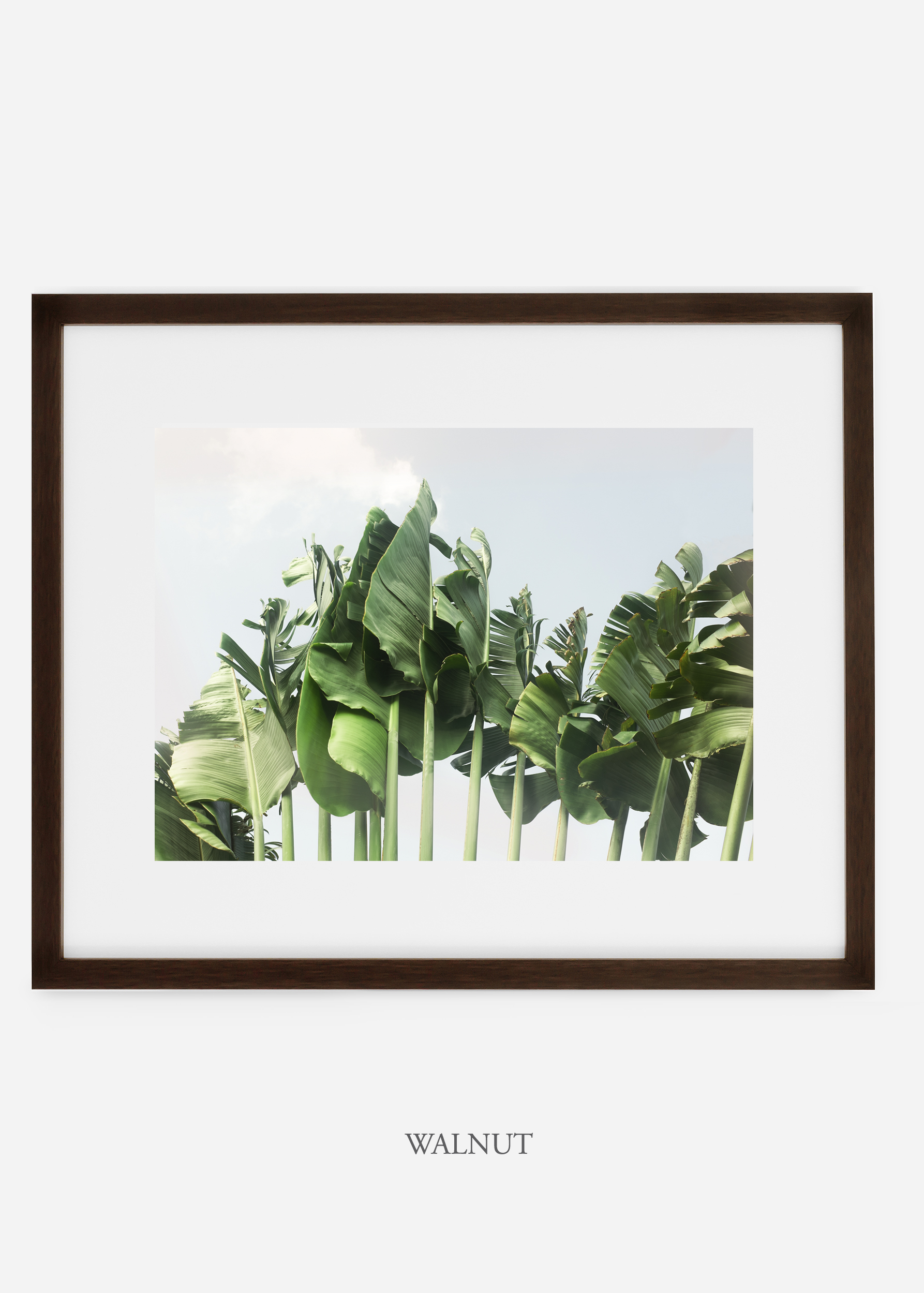 wildercalifornia_walnutframe_tulum_bananaleaf_No.1_minimal_cactus_art_interiordesign_blackandwhite.jpg