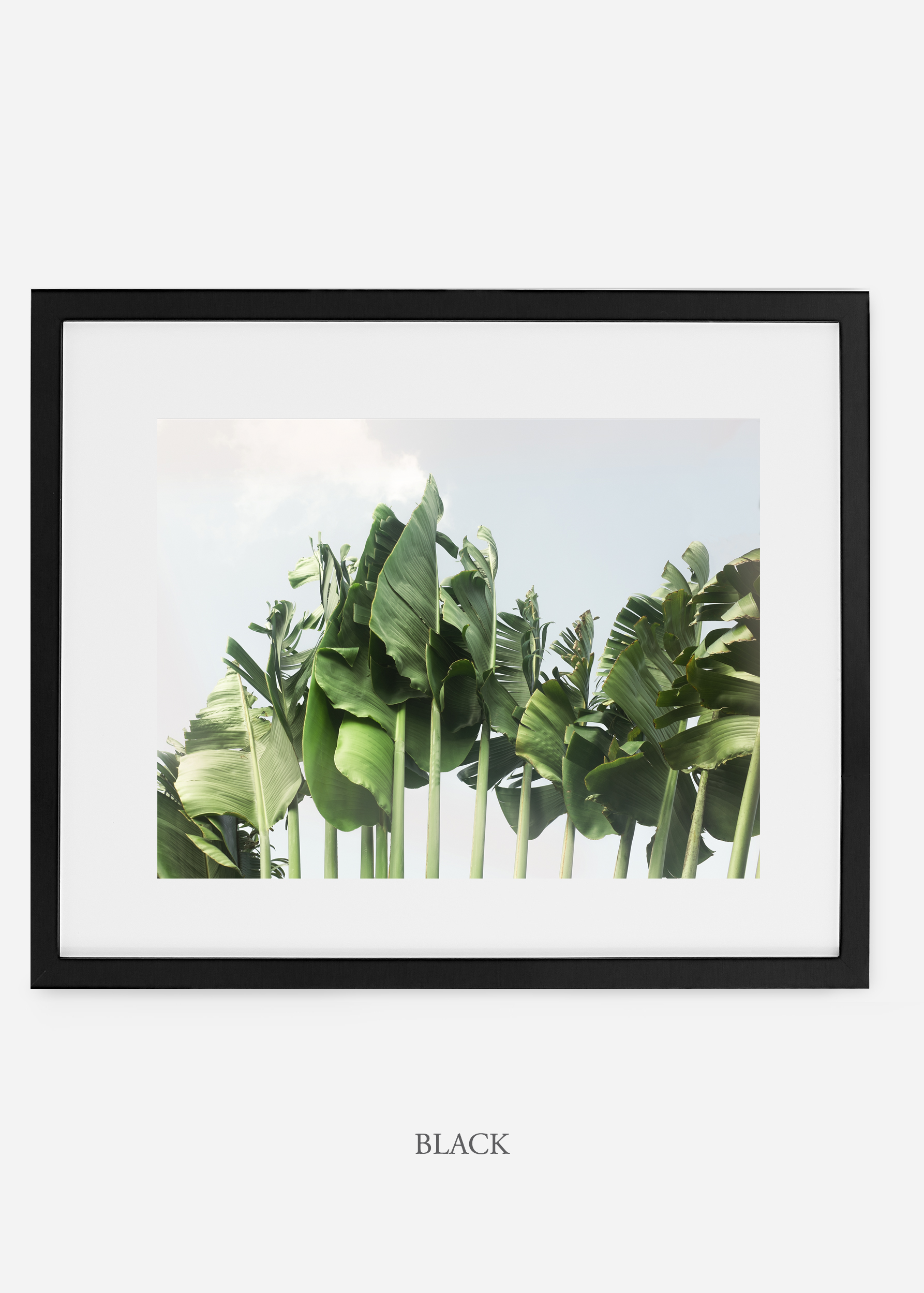 wildercalifornia_blackframe_tulum_bananaleaf_No.1_minimal_cactus_art_interiordesign_blackandwhite.jpg