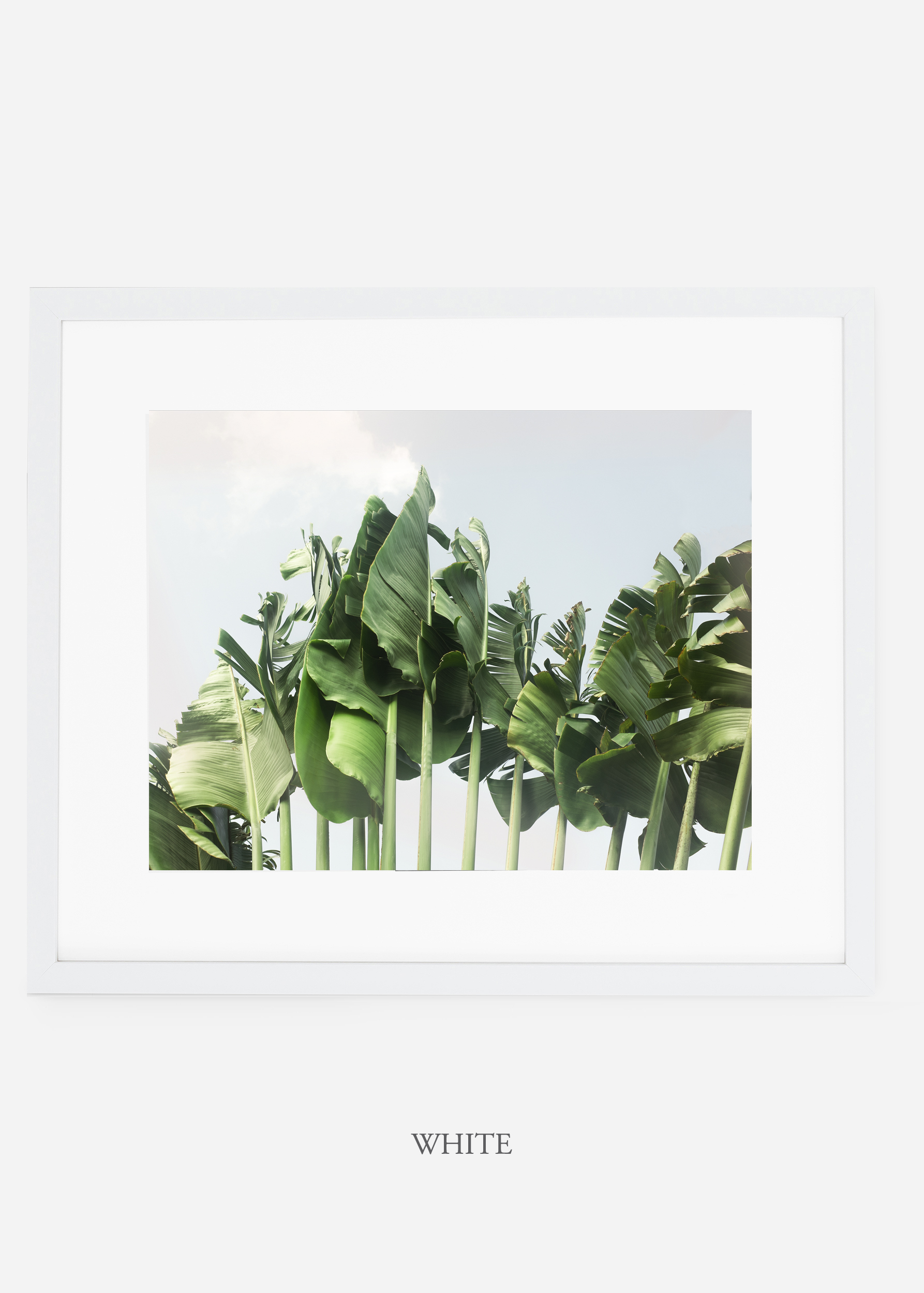 wildercalifornia_whiteframe_tulum_bananaleaf_No.1_minimal_cactus_art_interiordesign_blackandwhite.jpg