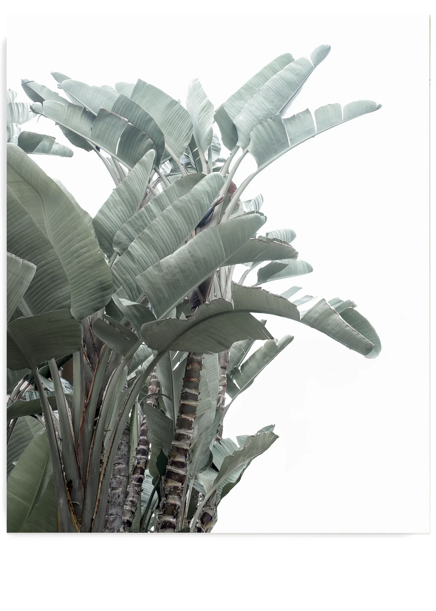 Winter White Banana Leaf No. 1