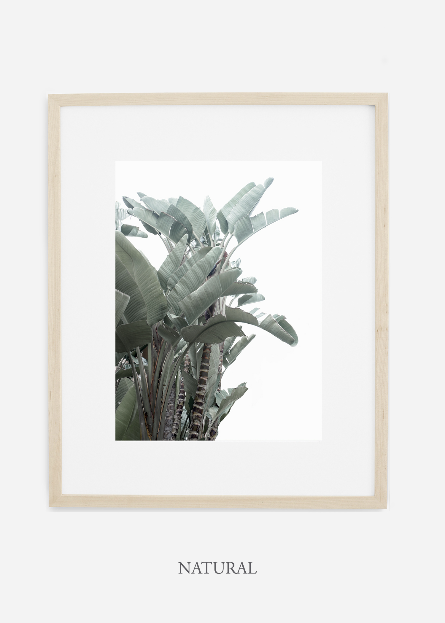 wildercalifornia_naturalframe_WinterWhite_BananaLeafNo.1_Tropical_LosAngeles_Art_HomeDecor_interiordesign_design.jpg