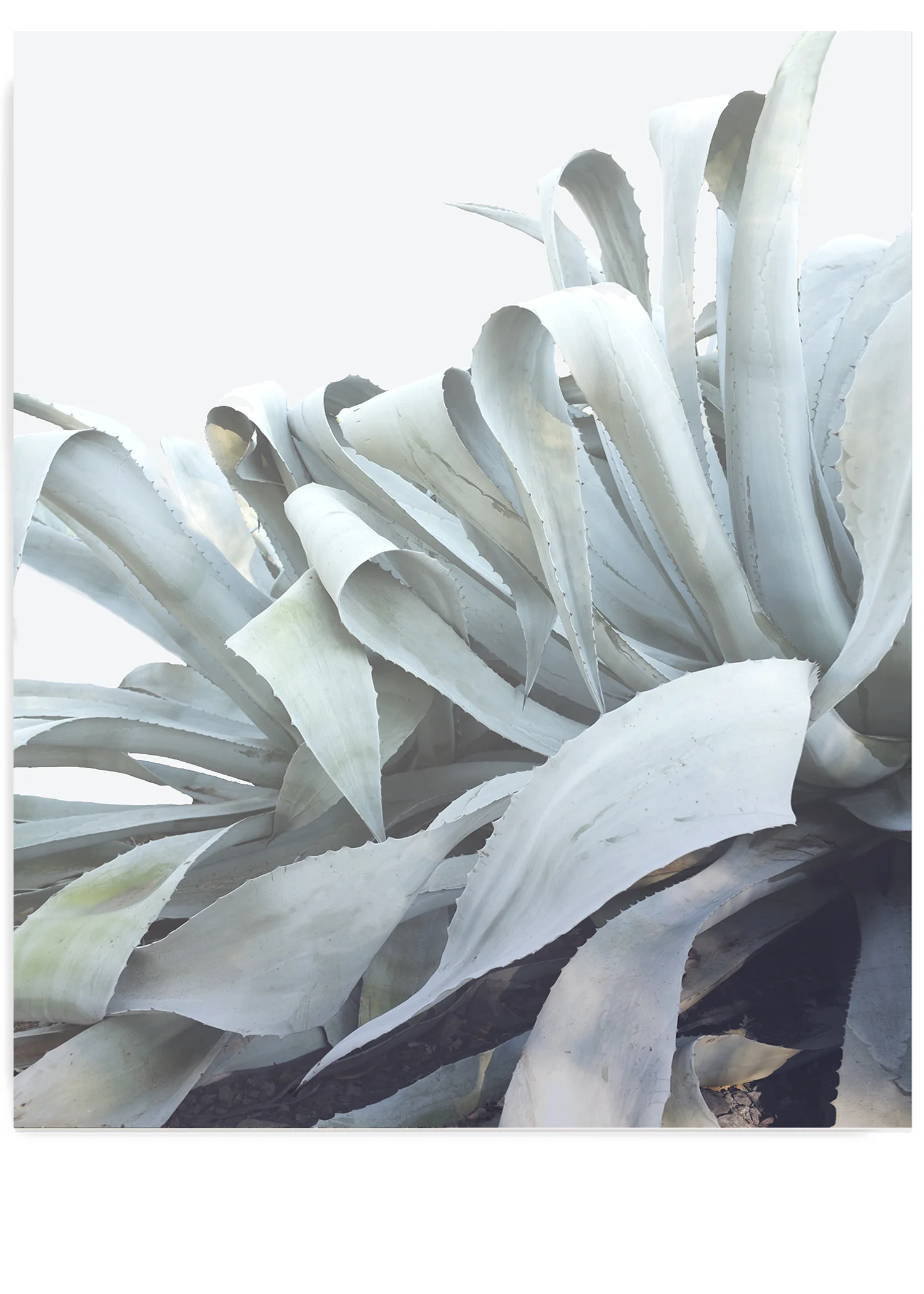 Winter White Agave No. 4
