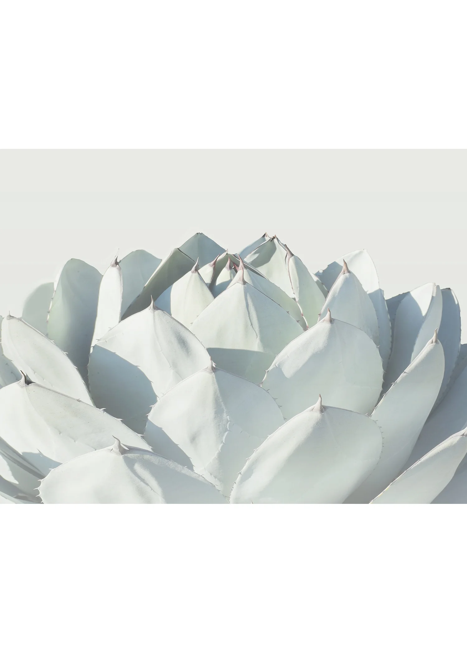 Winter White Agave No. 2
