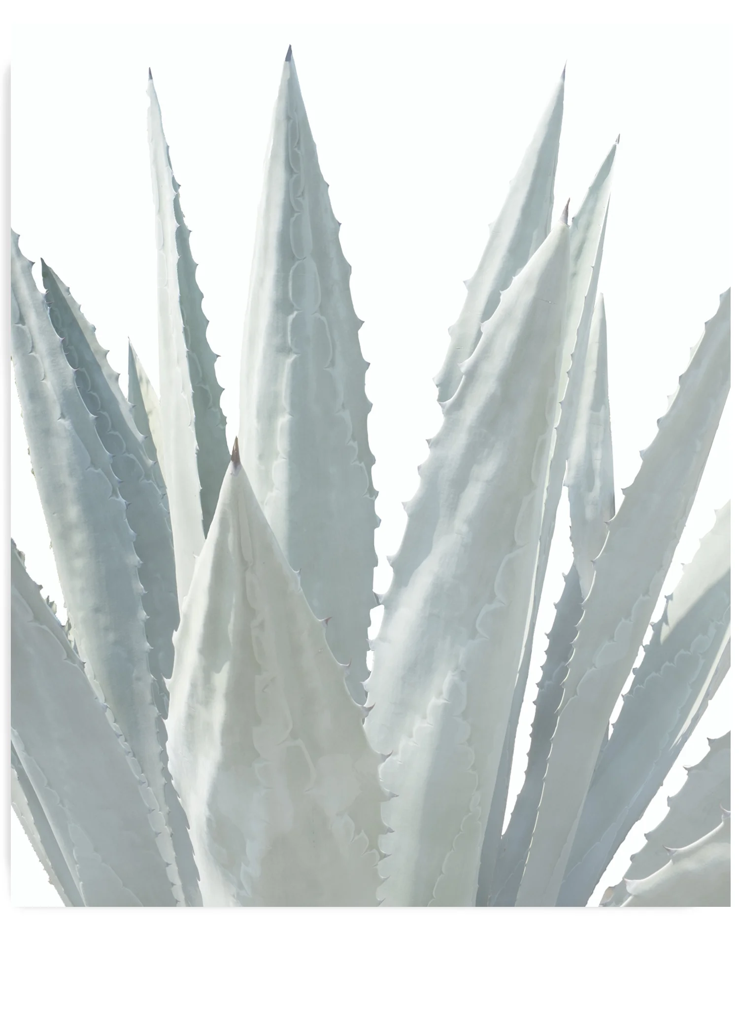 Winter White Agave No.3