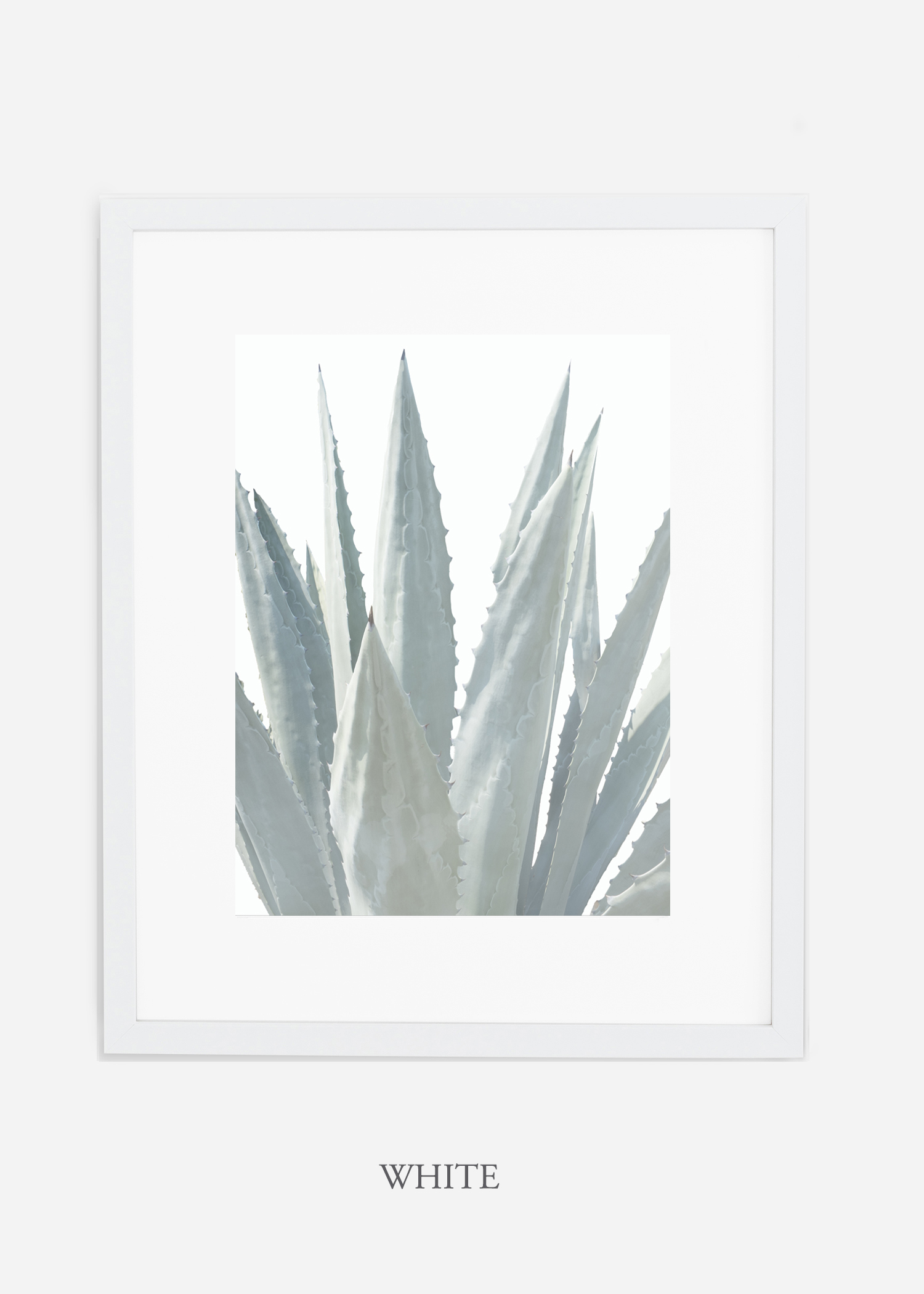 winterwhite_whiteframe_WinterWhiteAgaveNo.3_agave_prints_interiordesign_art_homedecor_bohemian_modern_minimal_photography_cactusphotography.jpg