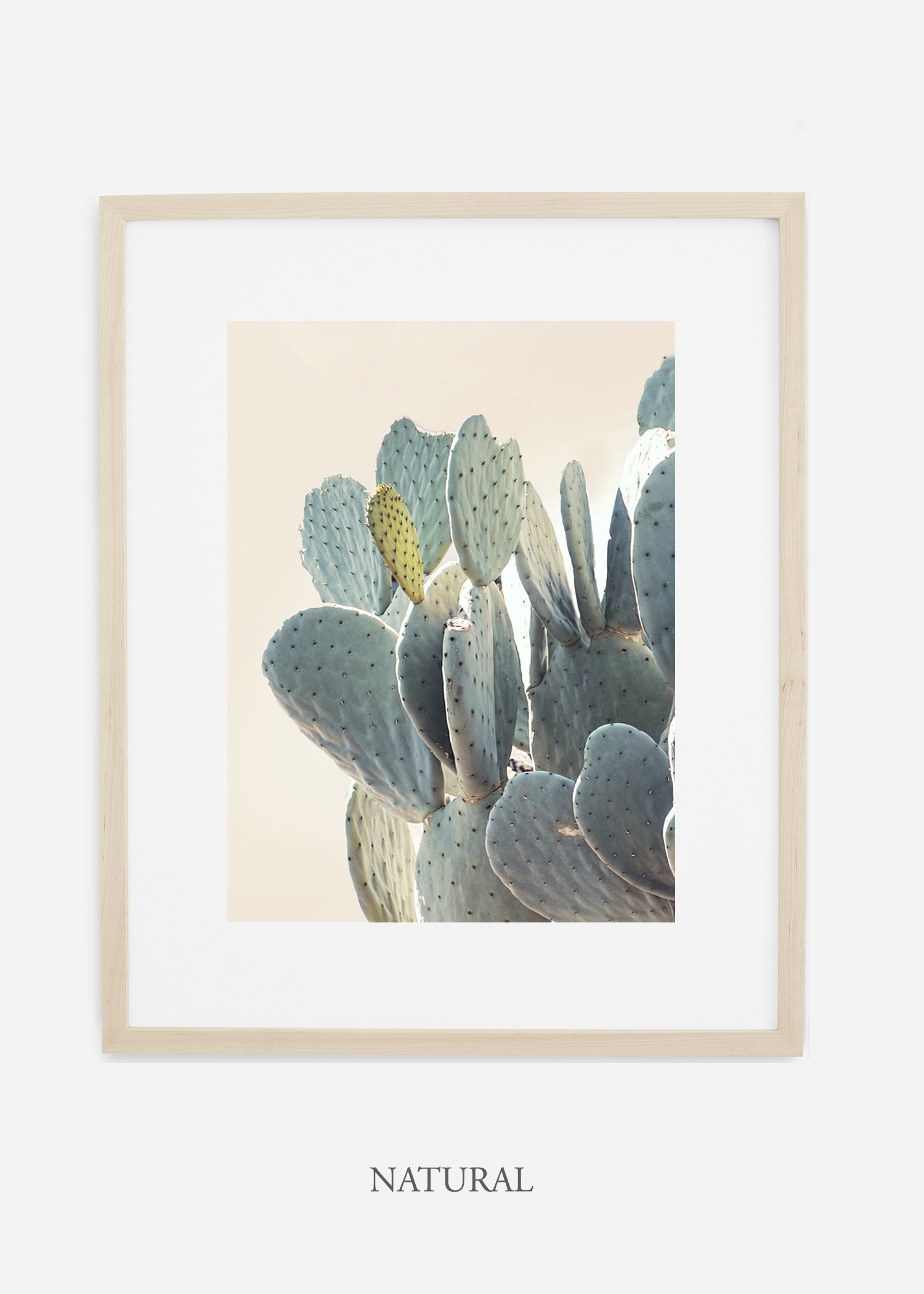 Desert_naturalframe_DesertDetails_Cactus__Art_Photography_interiordesign_bohemian_cactusart.jpg