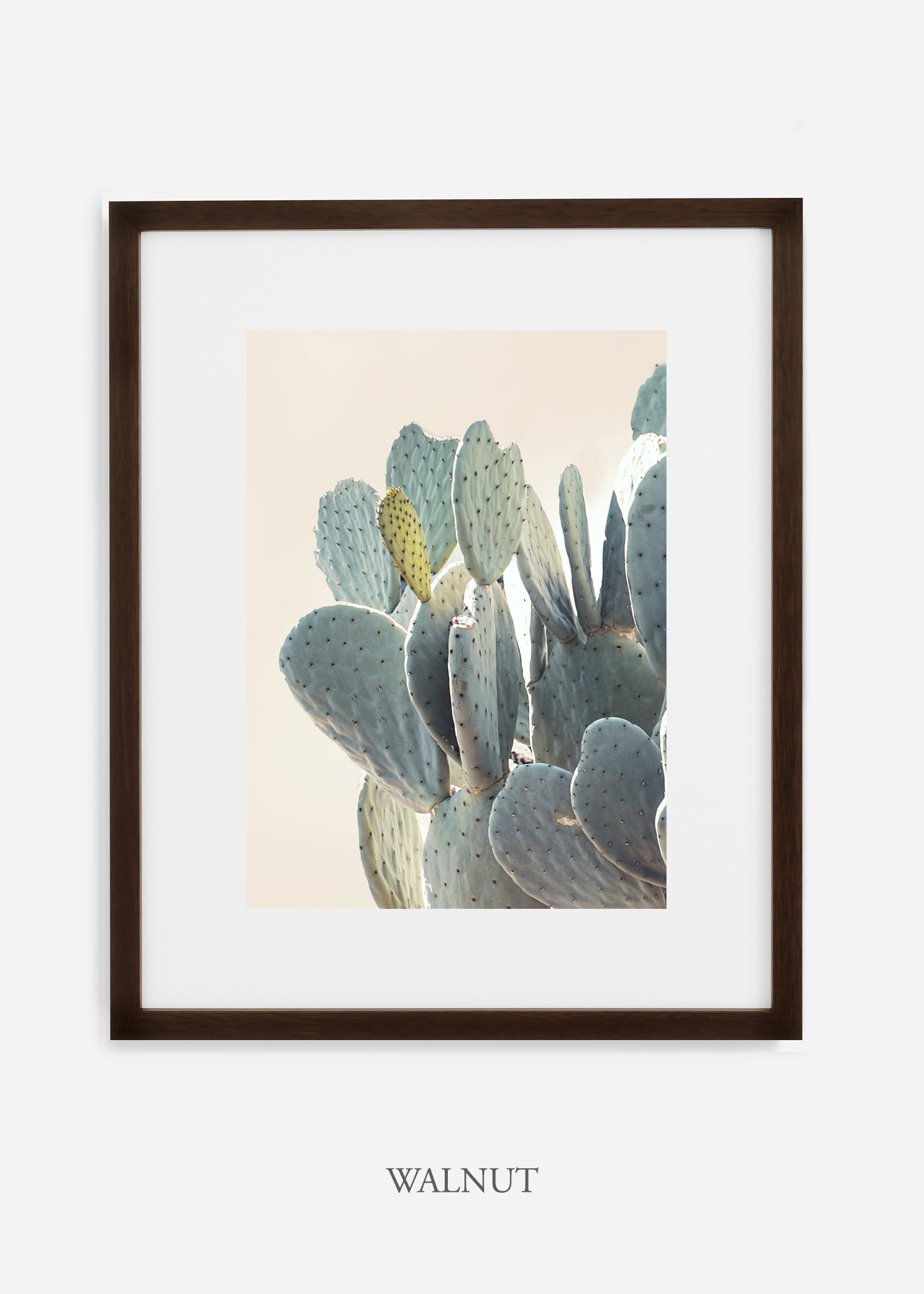 Desert_walnutframe_DesertDetails_Cactus__Art_Photography_interiordesign_bohemian_cactusart.jpg