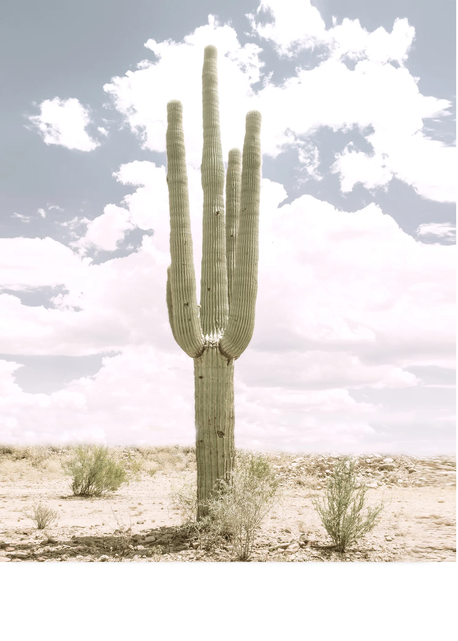 Solo Saguaro