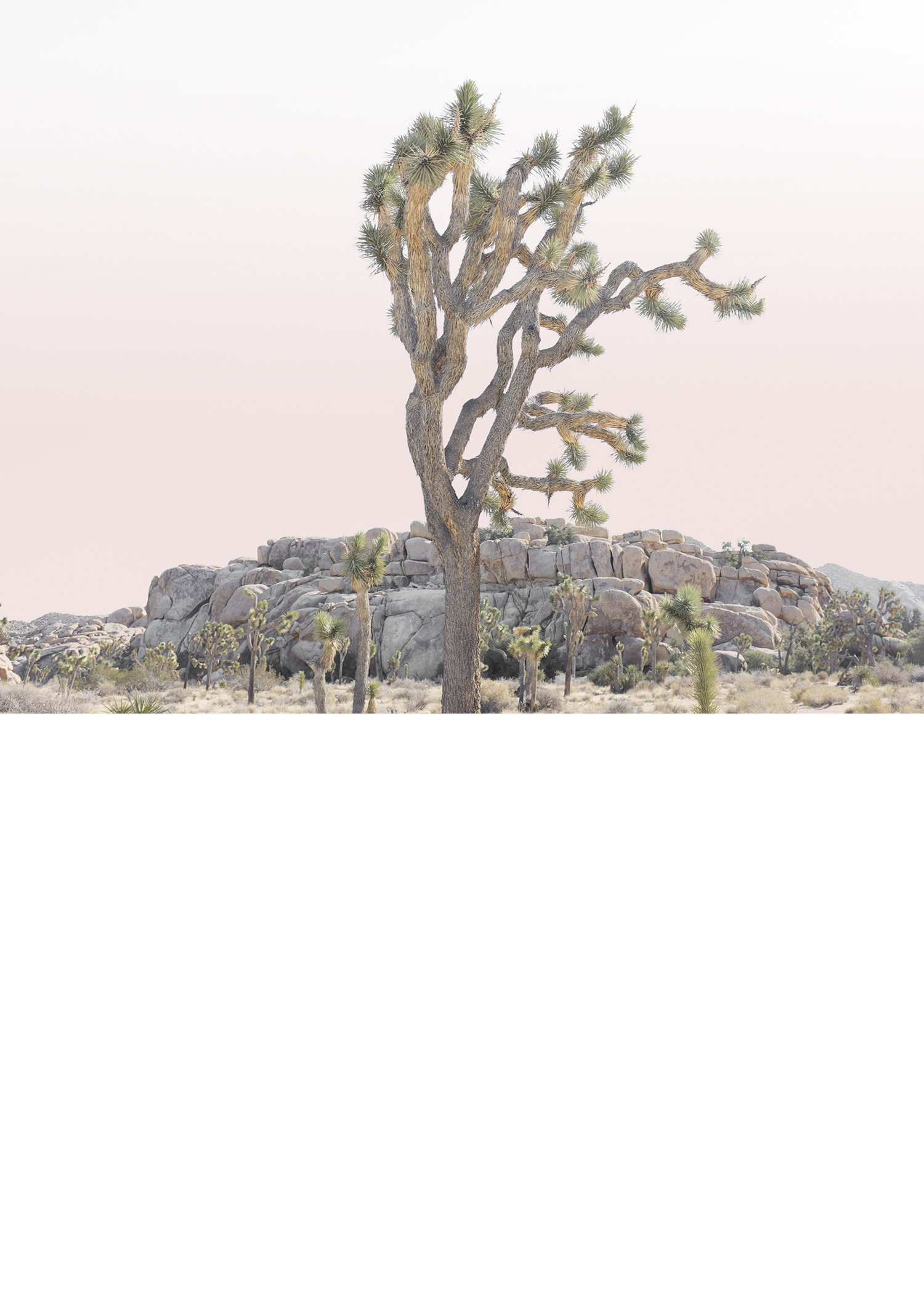 wilder california joshua tree photography