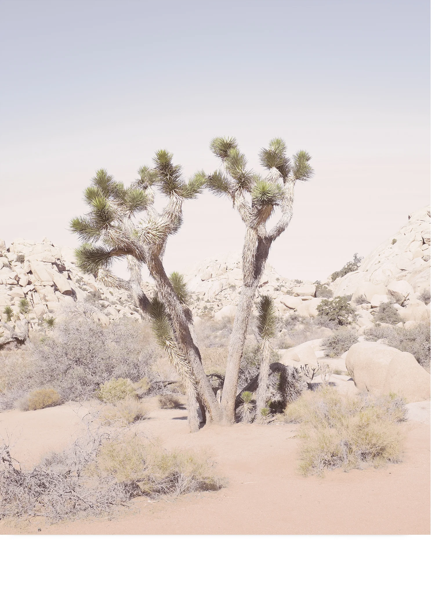 Copy of wilder california joshua tree prints
