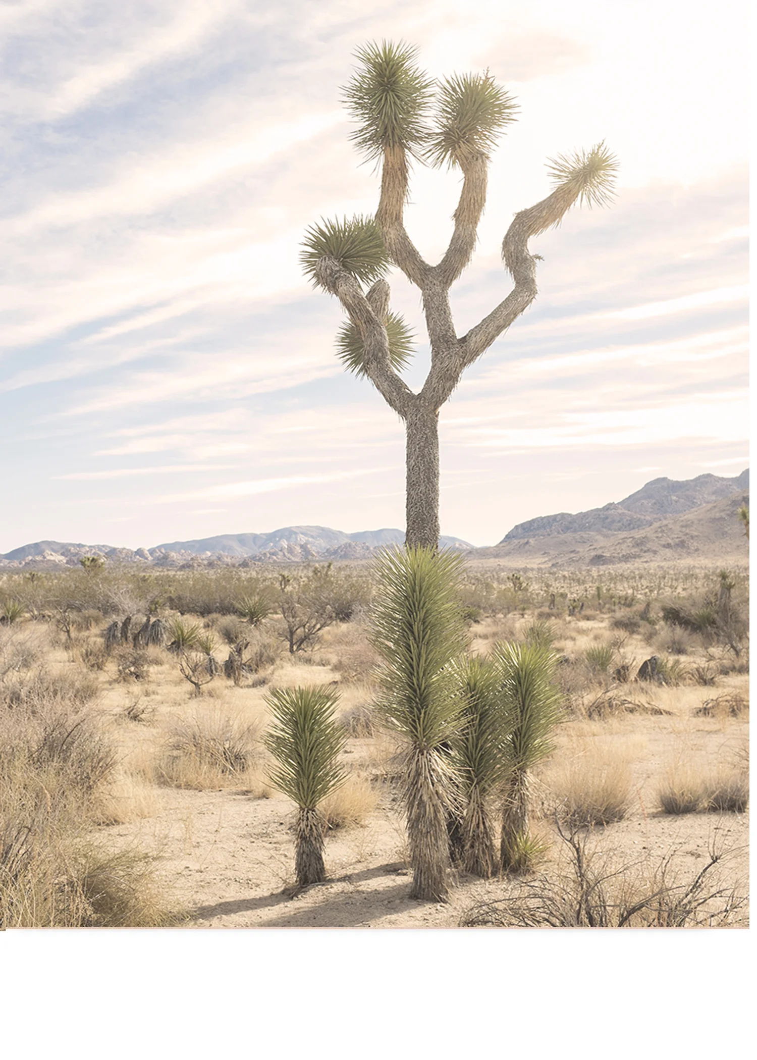 Joshua Tree No. 7