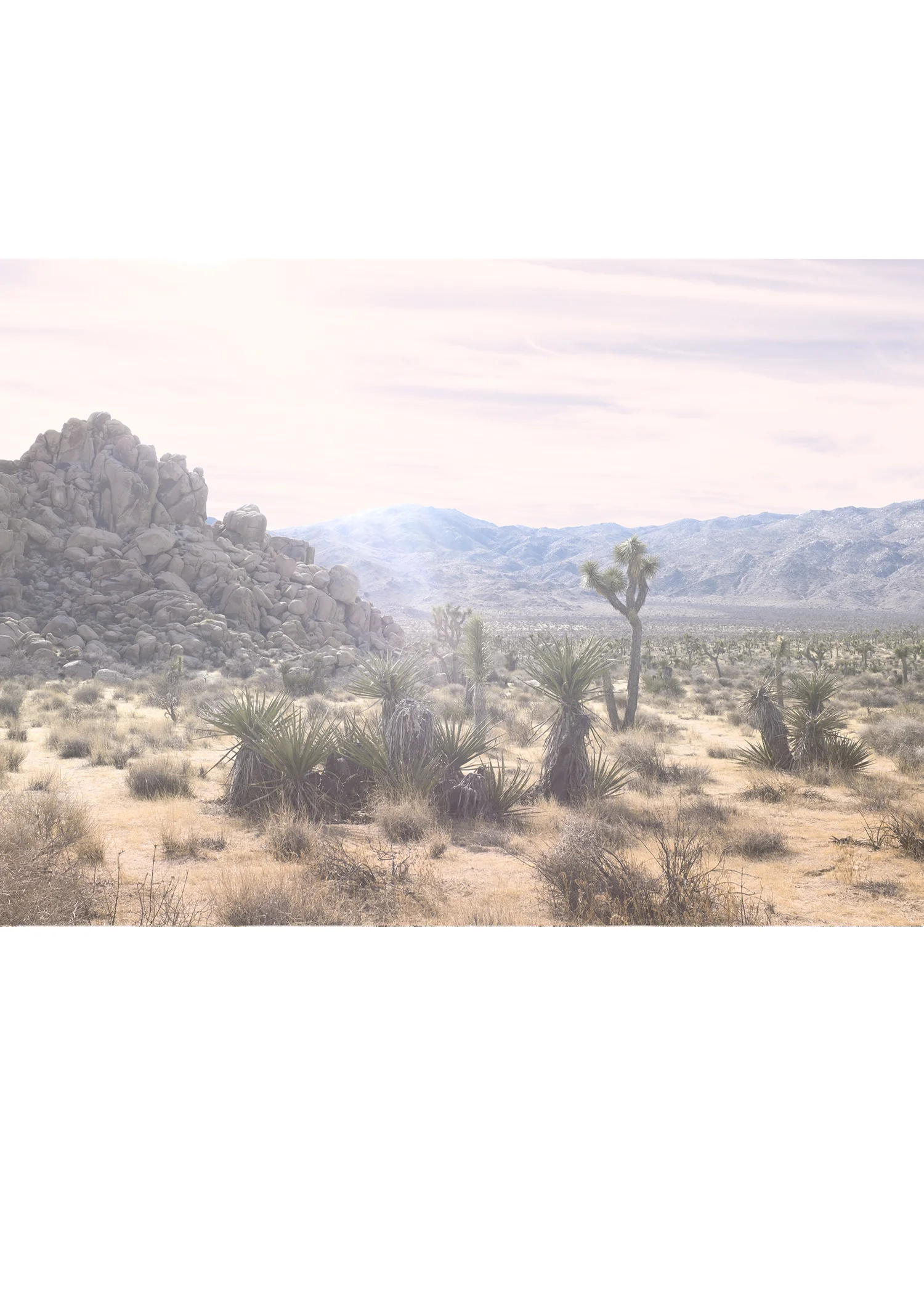 Joshua Tree No.9
