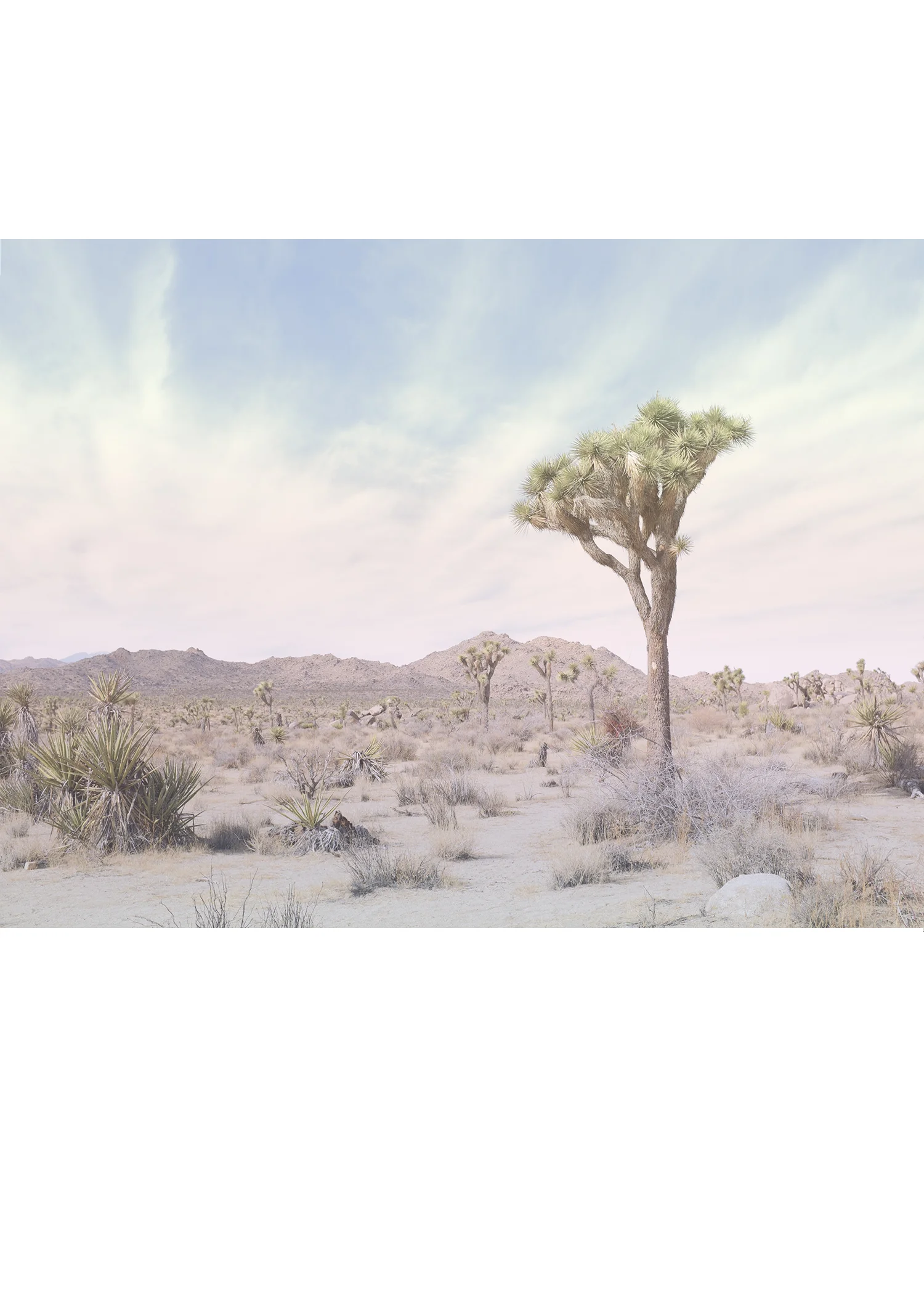 Joshua Tree No.13