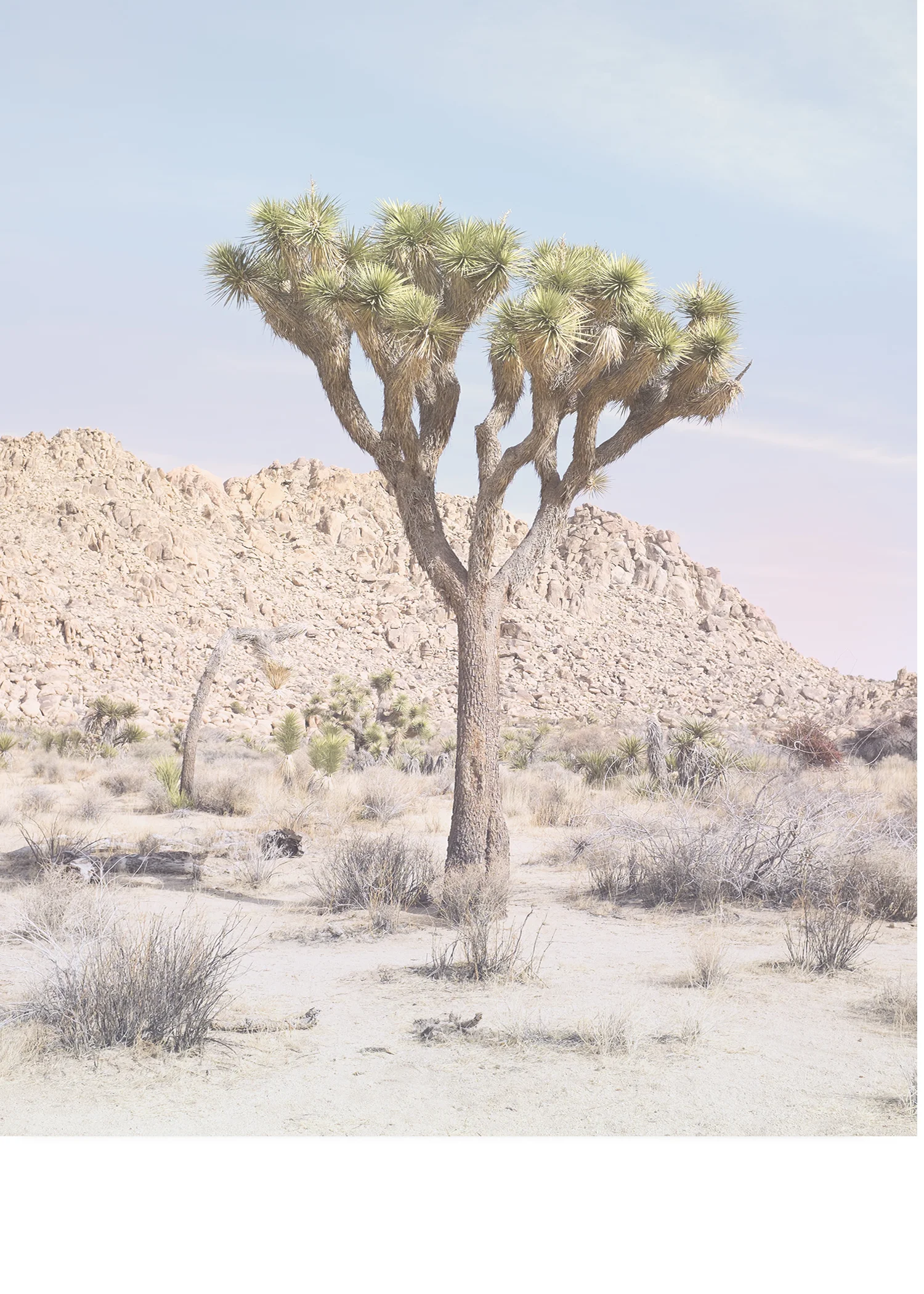 Joshua Tree No.14