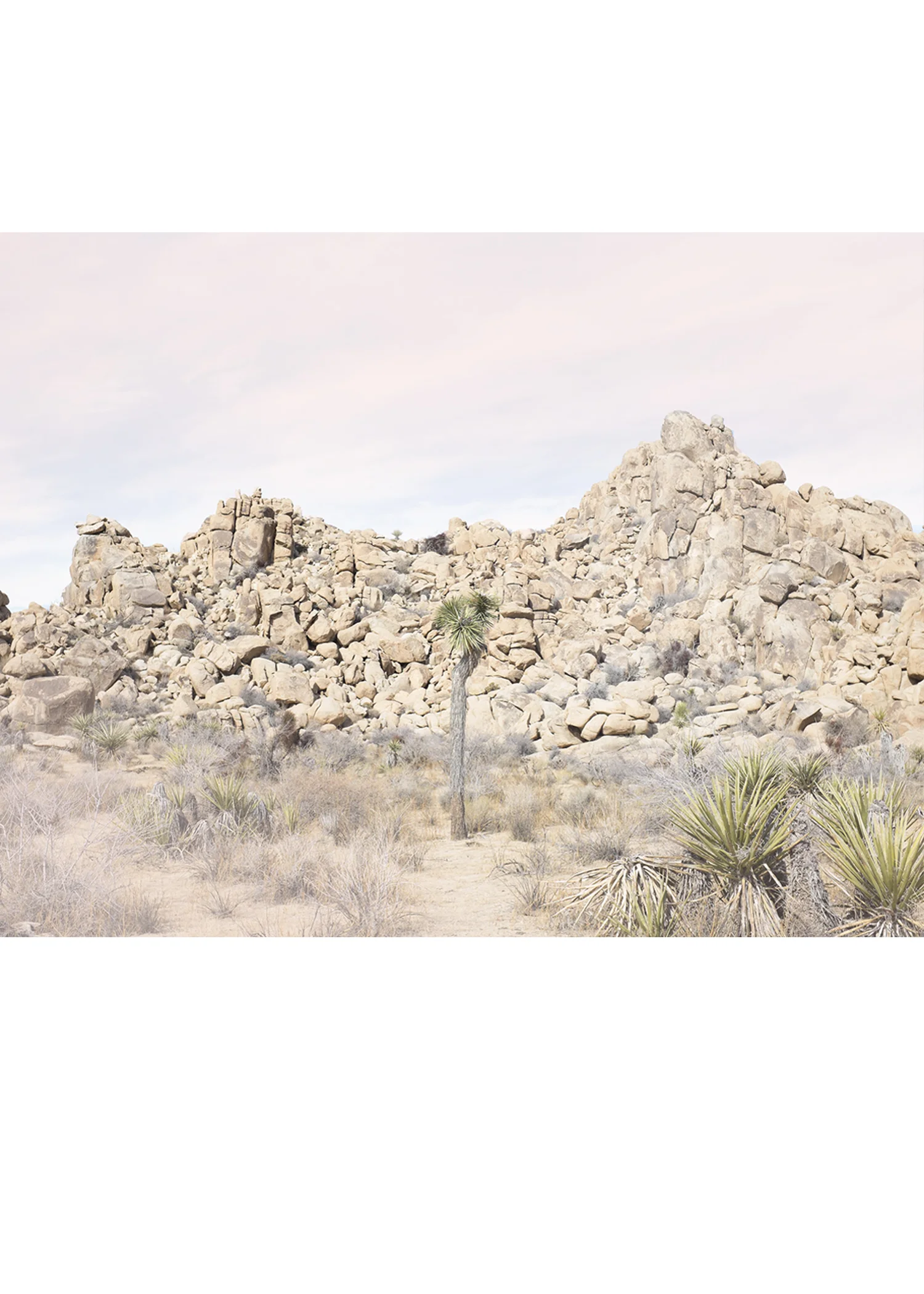 Joshua Tree No.19