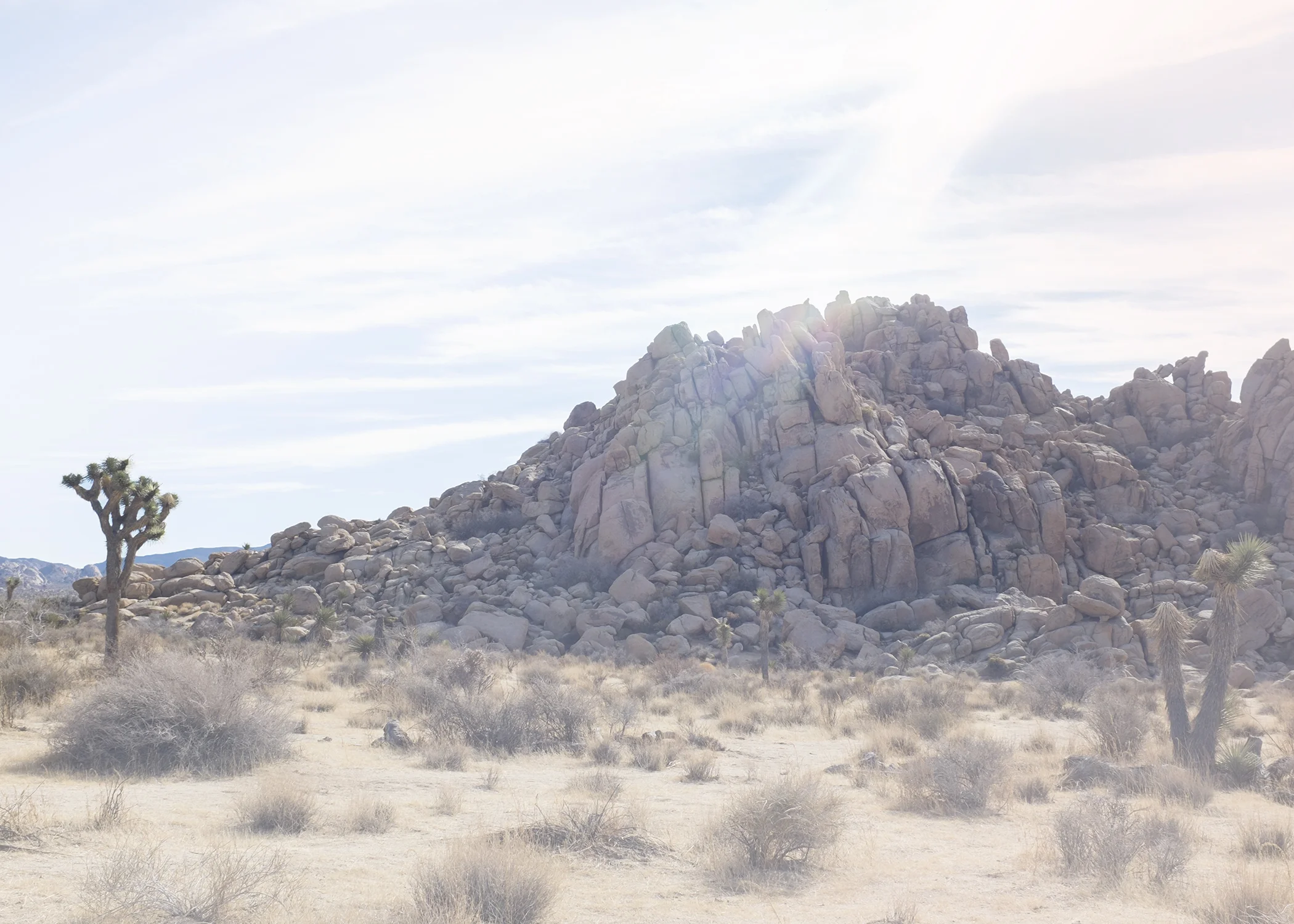 joshua tree fine art photography
