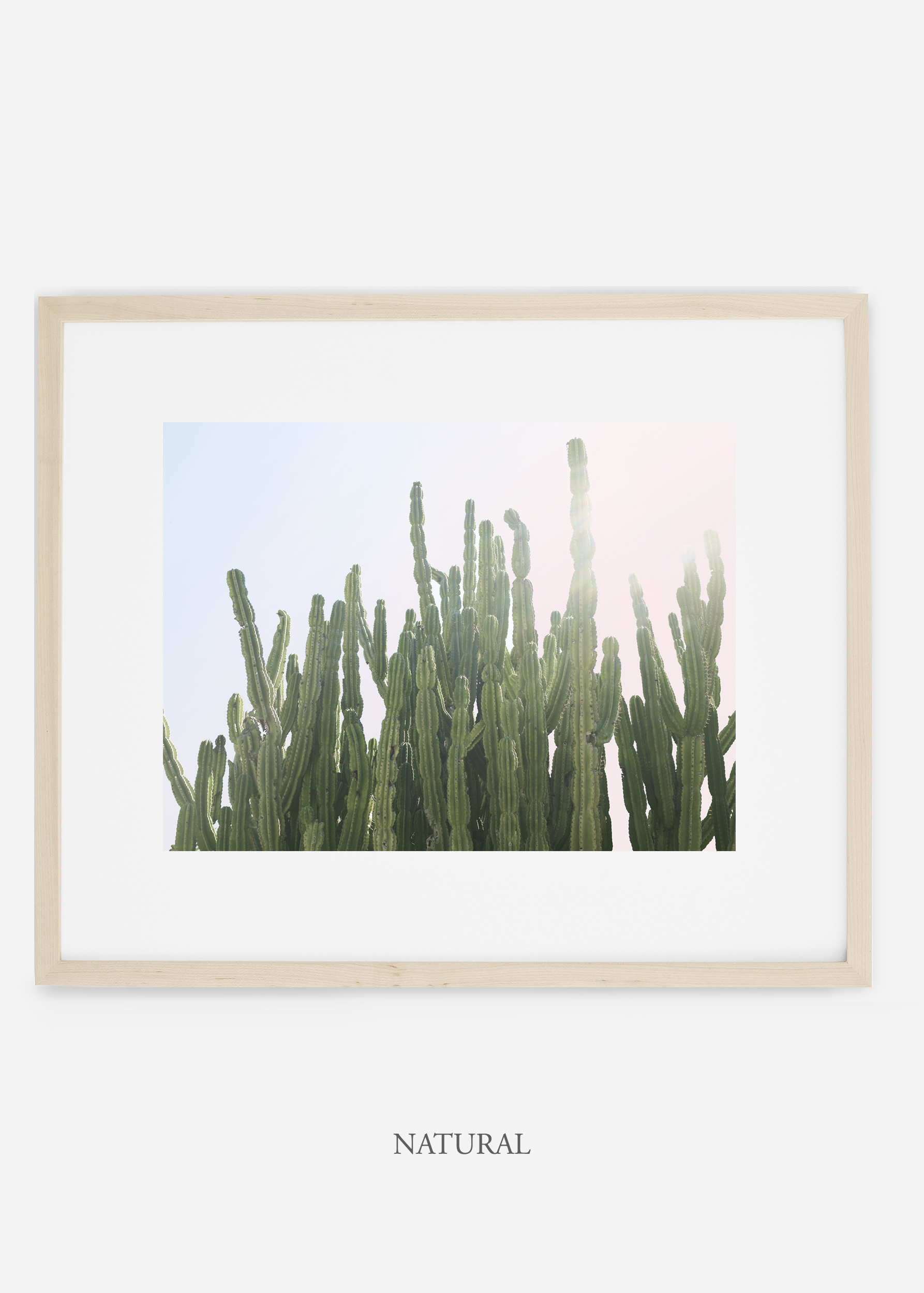 WilderCalifornia_natural_interiordesign_cactusprint_MajesticCactusNo.3.jpg