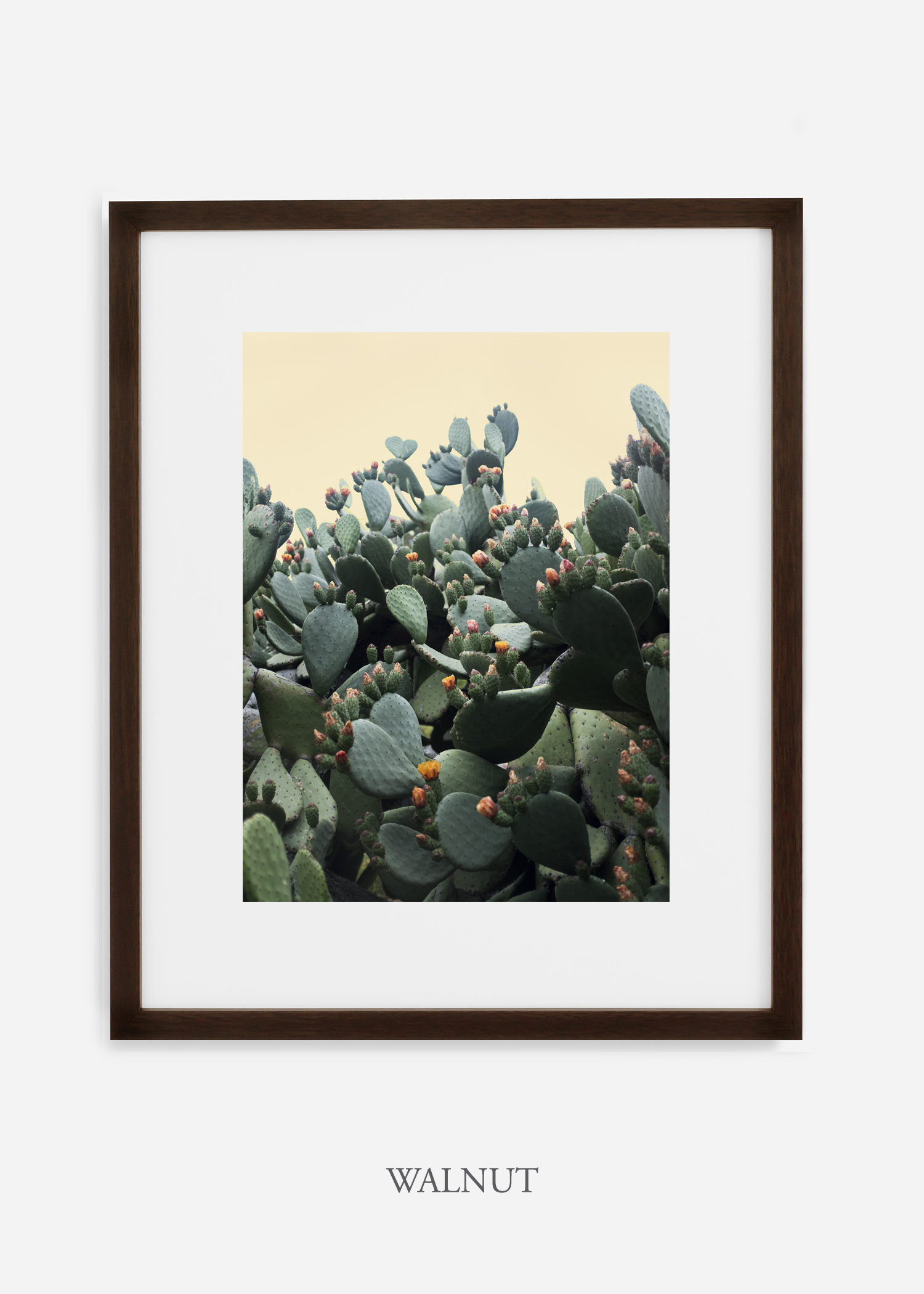 WilderCalifornia_walnutframe_CactusBloom_No1_Art_Photography_interiordesign_agave.jpg