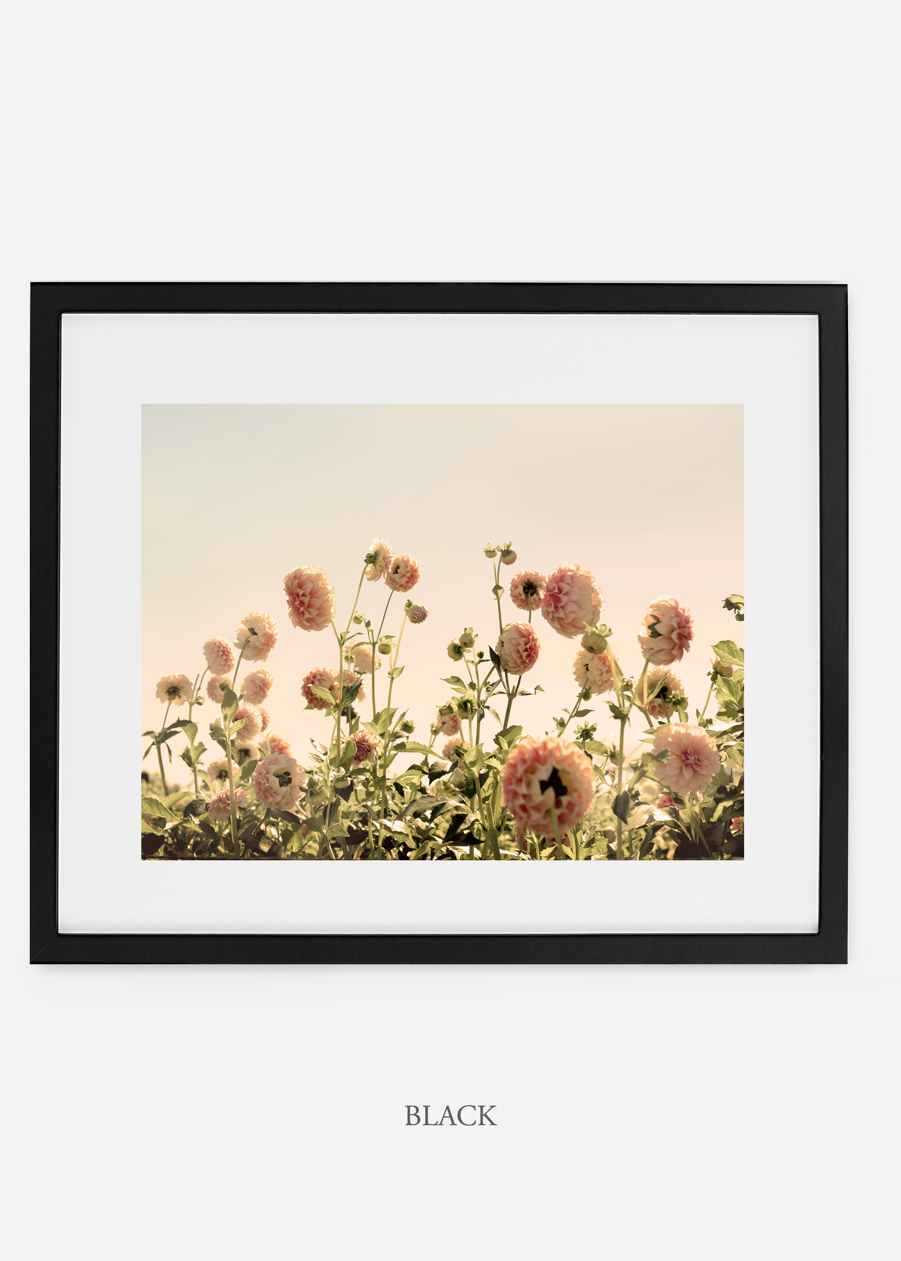 BlackFrame_DahliaNo.1_WilderCalifornia_Art_Floral_Homedecor_Prints_Dahlia_Botanical_Artwork_Interiordesign.jpg