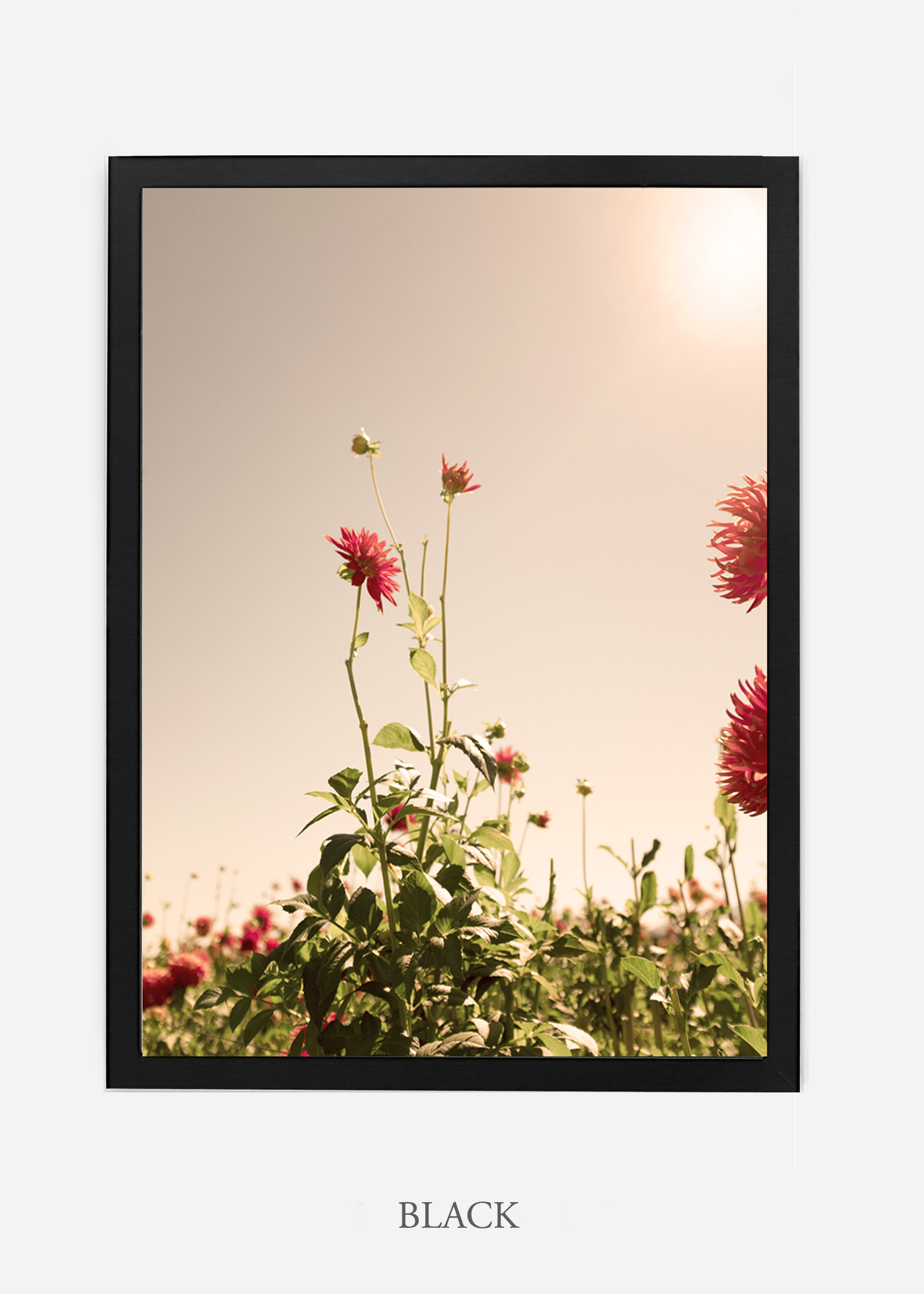 DahliaNo.2_blackframe__NoMat_interiordesign_botanicalprint_art.jpg