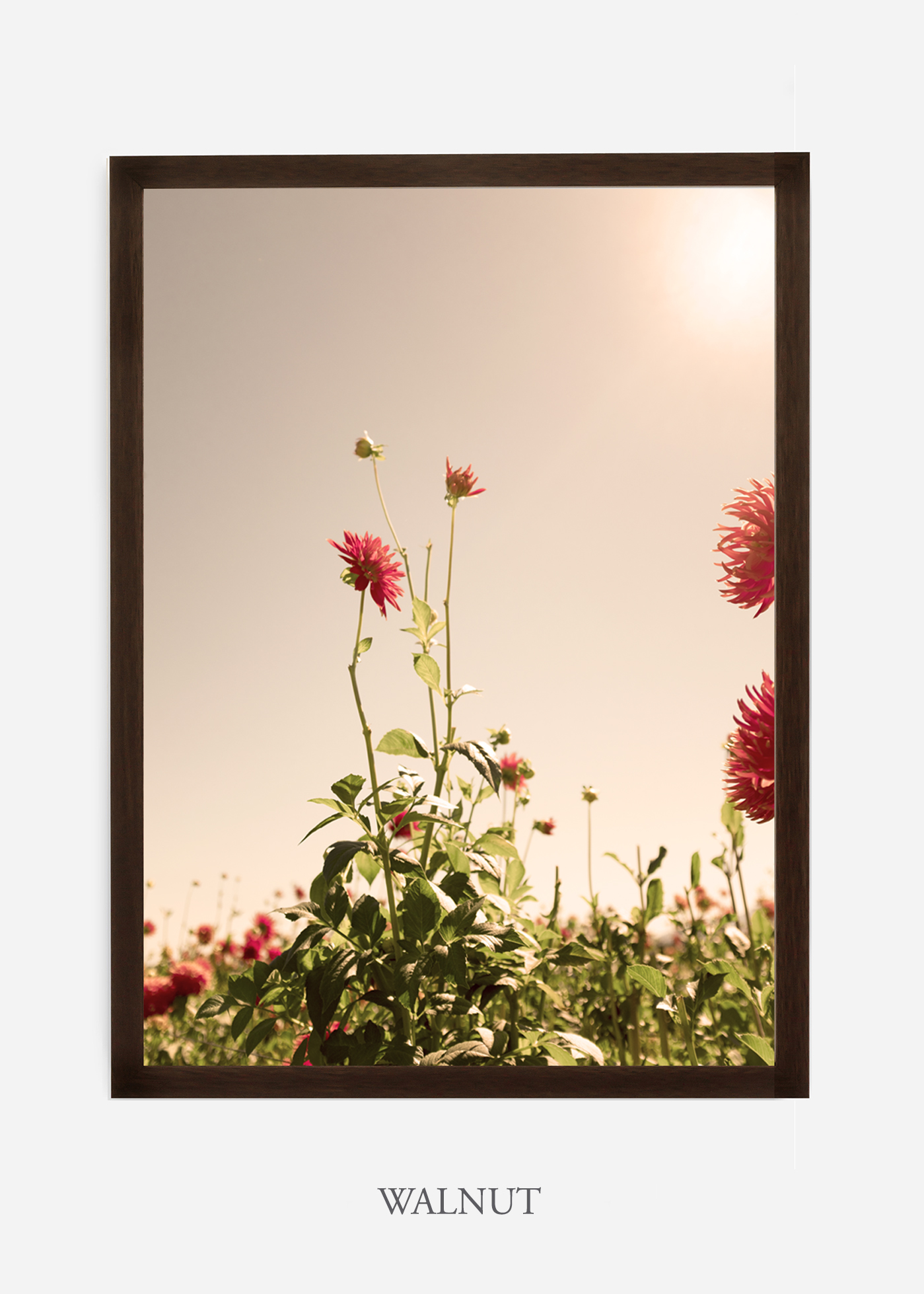 DahliaNo.2_walnutframe__NoMat_interiordesign_botanicalprint_art.jpg