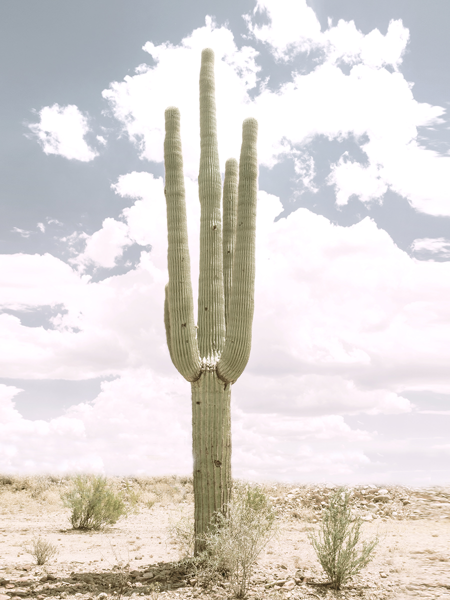  Order for Sakura Considine