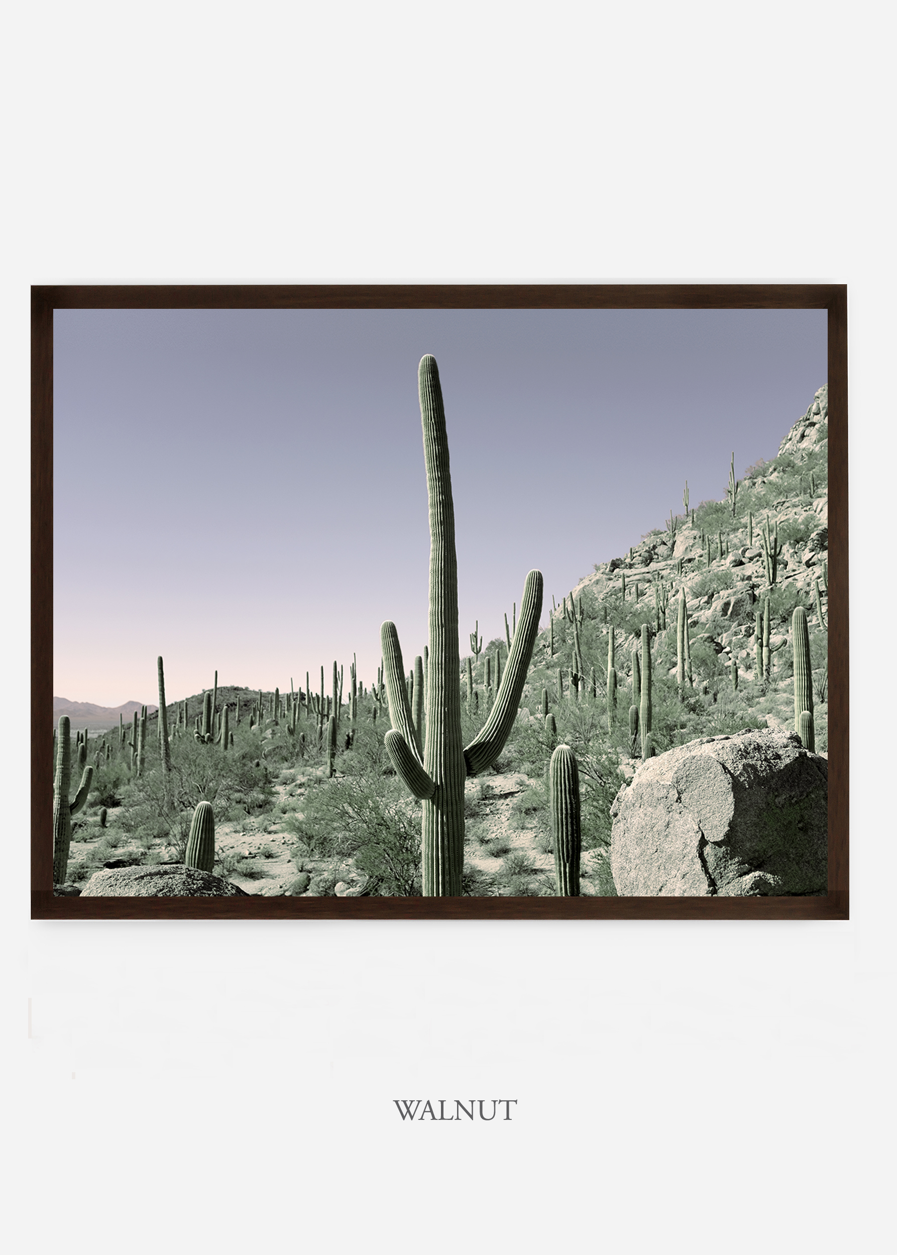 nomat_walnutframe-saguaroNo.13-wildercalifornia-art-wallart-cactusprint-homedecor-prints-arizona-botanical-artwork-interiordesign.jpg
