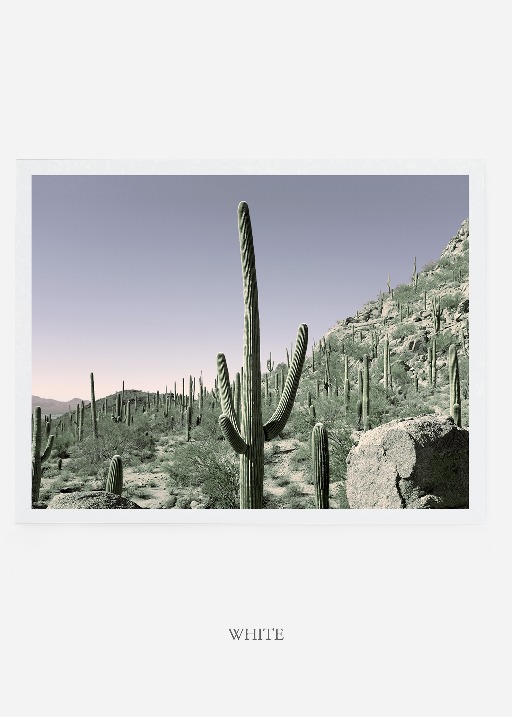 nomat_whiteframe-saguaroNo.13-wildercalifornia-art-wallart-cactusprint-homedecor-prints-arizona-botanical-artwork-interiordesign.jpg