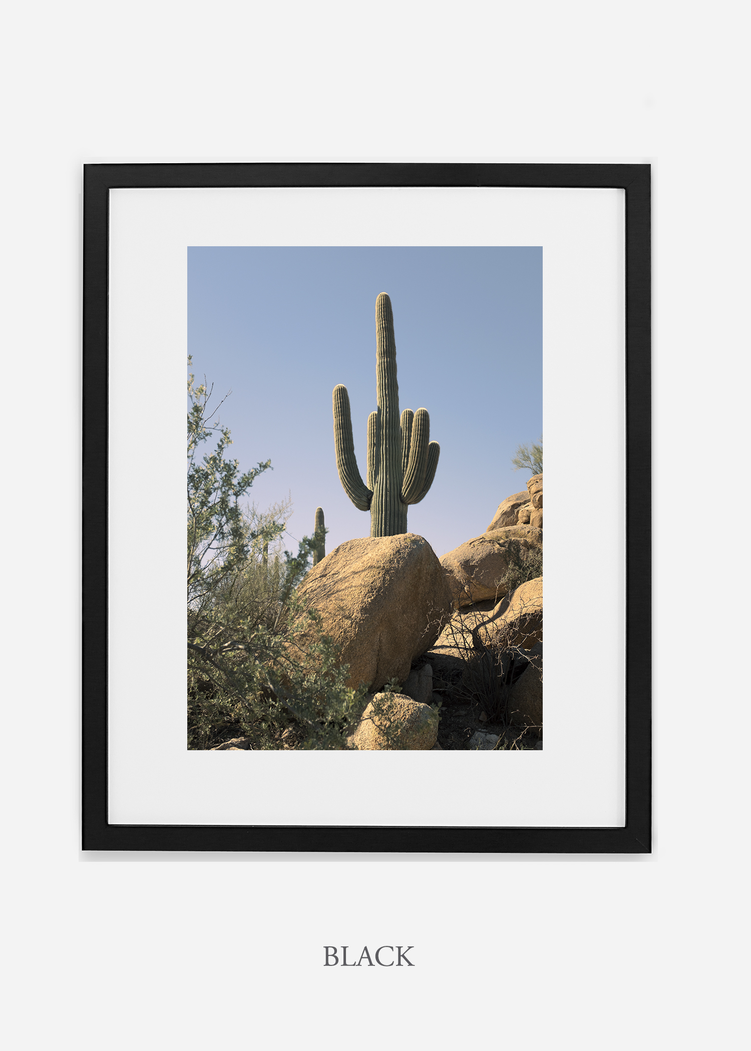 blackframe-saguaroNo.14-wildercalifornia-art-wallart-cactusprint-homedecor-prints-arizona-botanical-artwork-interiordesign.jpg